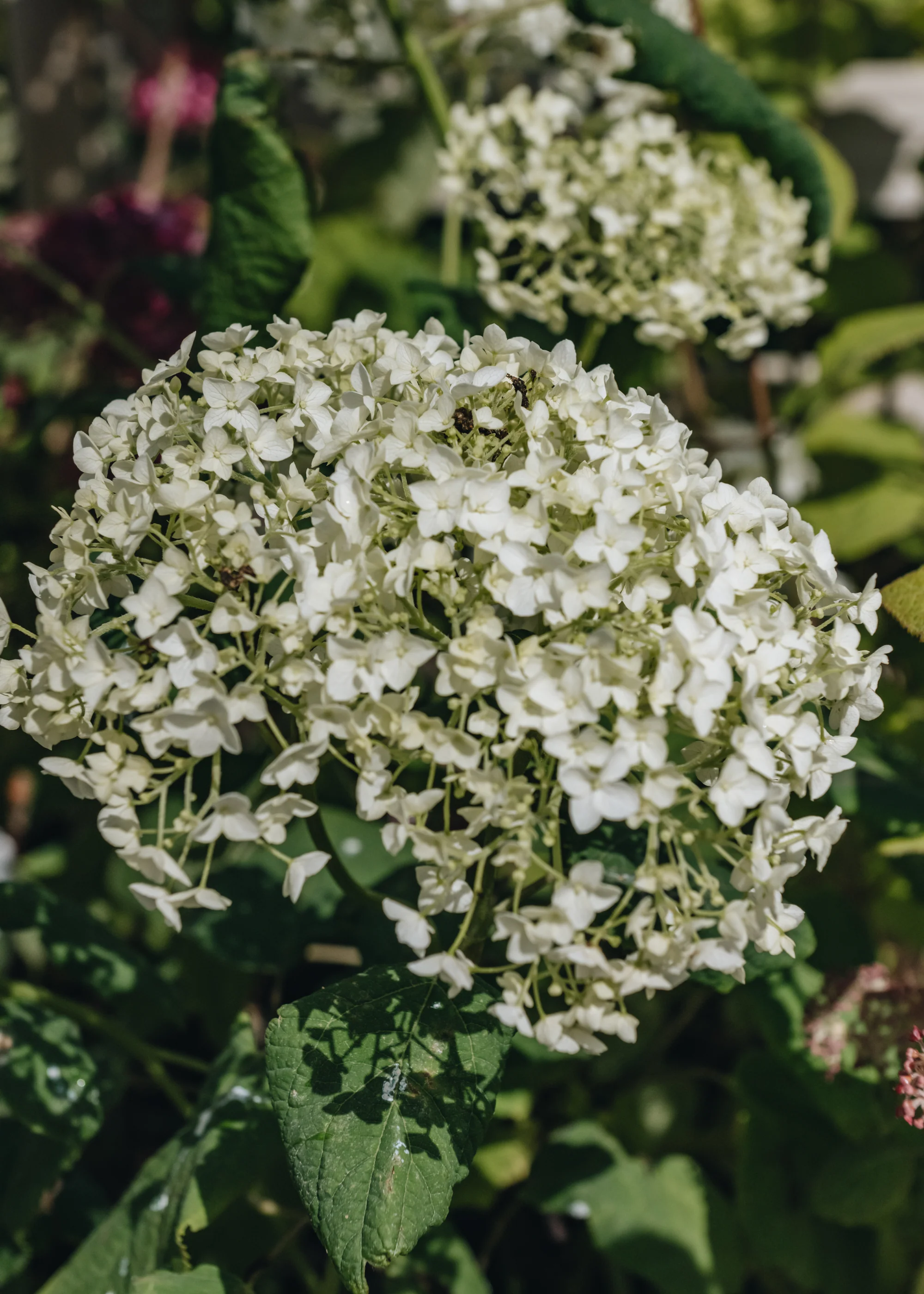 Hydrangea arborescens Annabelle, 3L
