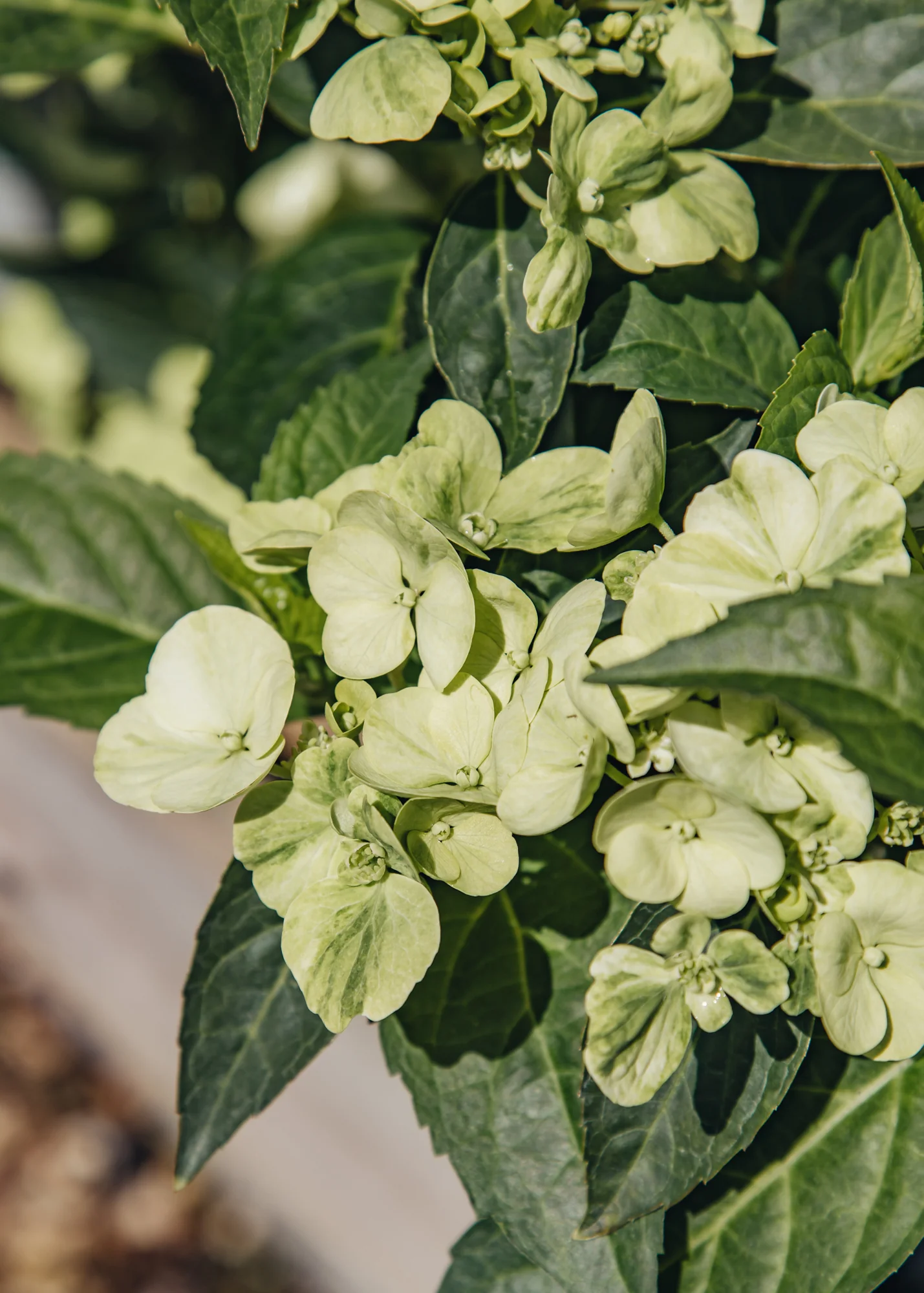 Hydrangea ‘Fairytrail Green’, 5L