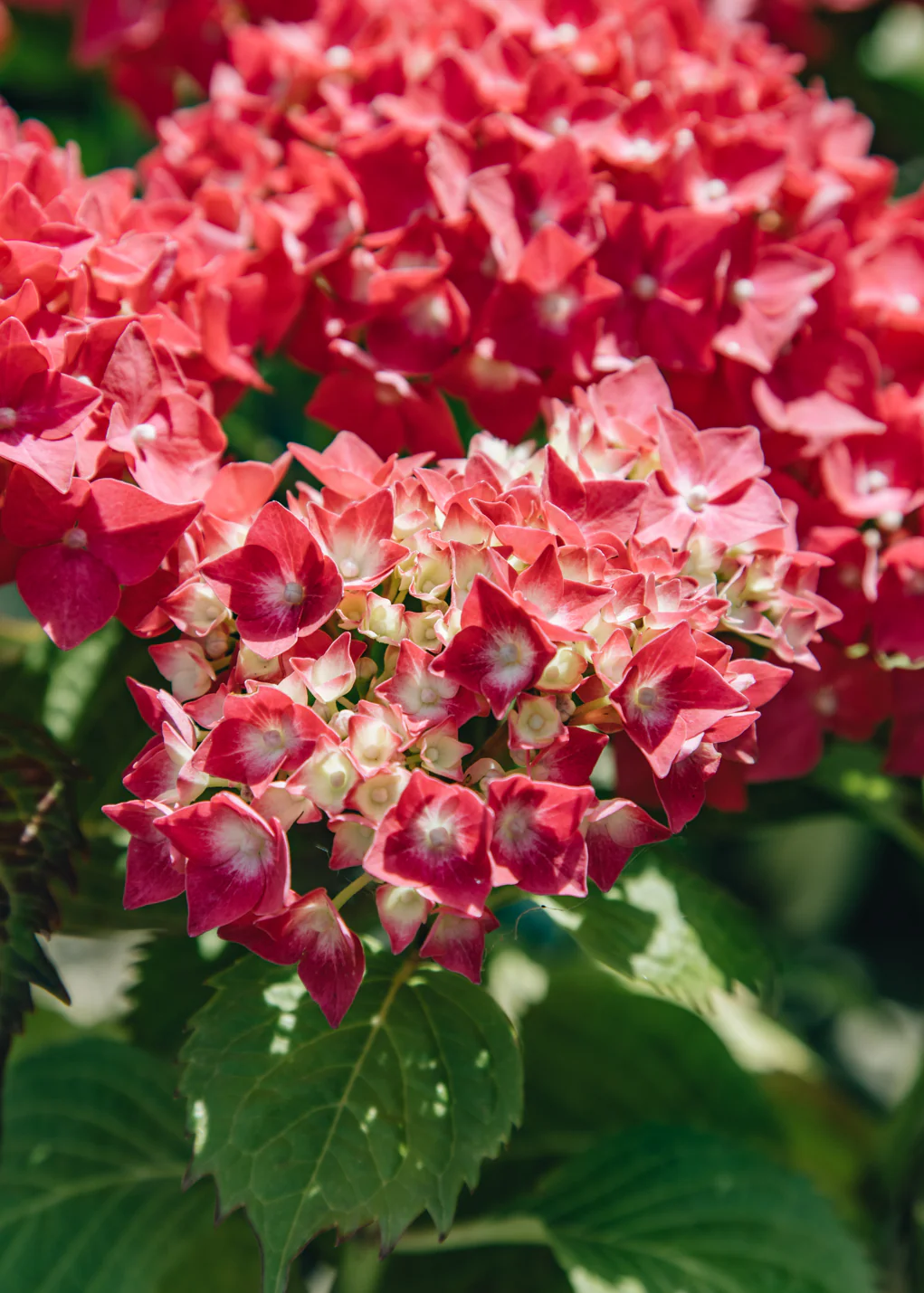Hydrangea macrophylla 'Leuchtfeuer', 3L - Image 2