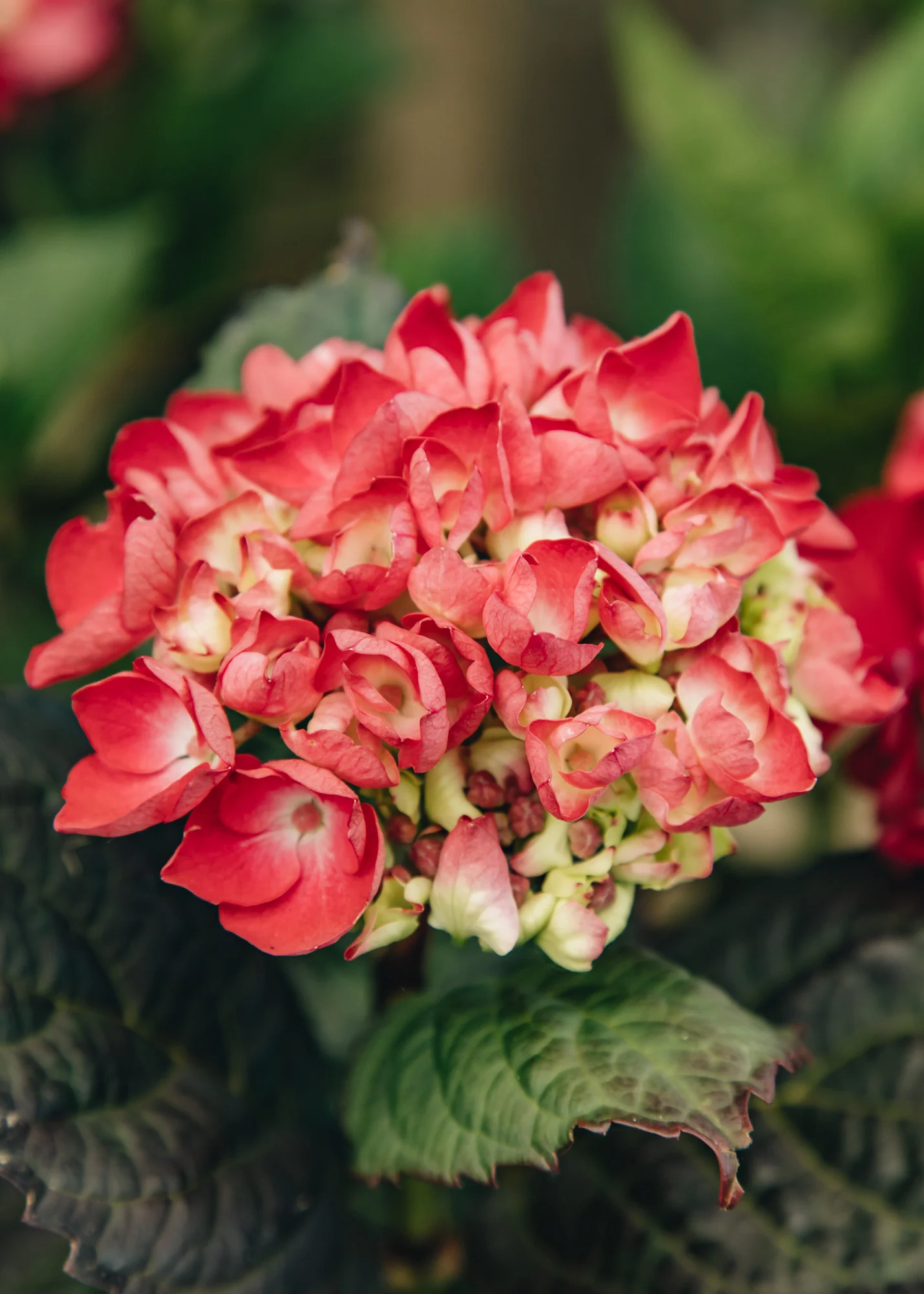 Hydrangea macrophylla ‘Merveille Sanguine’, 5L - Image 2