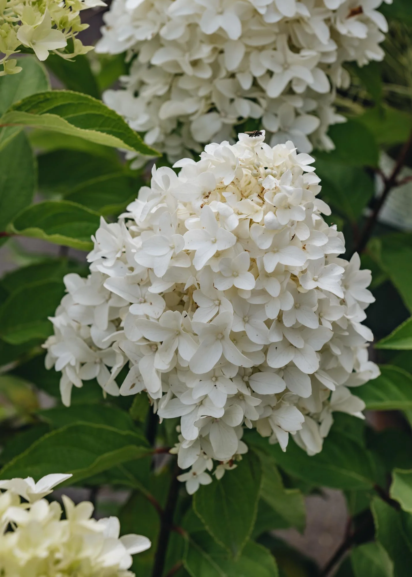 Hydrangea paniculata Skyfall Frenne, 3L