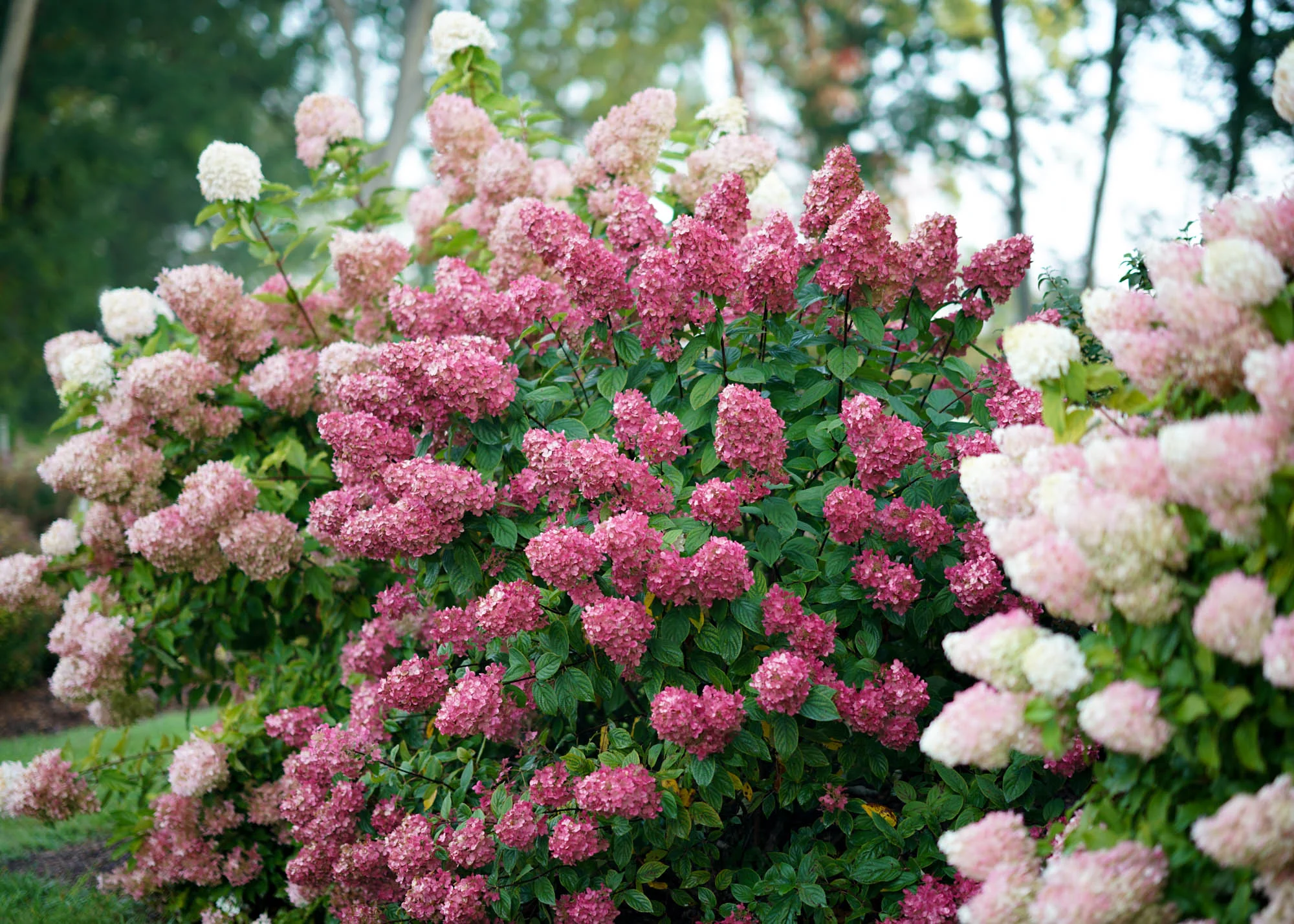 Hydrangea paniculata 'Fire Light®', 3L - Image 2