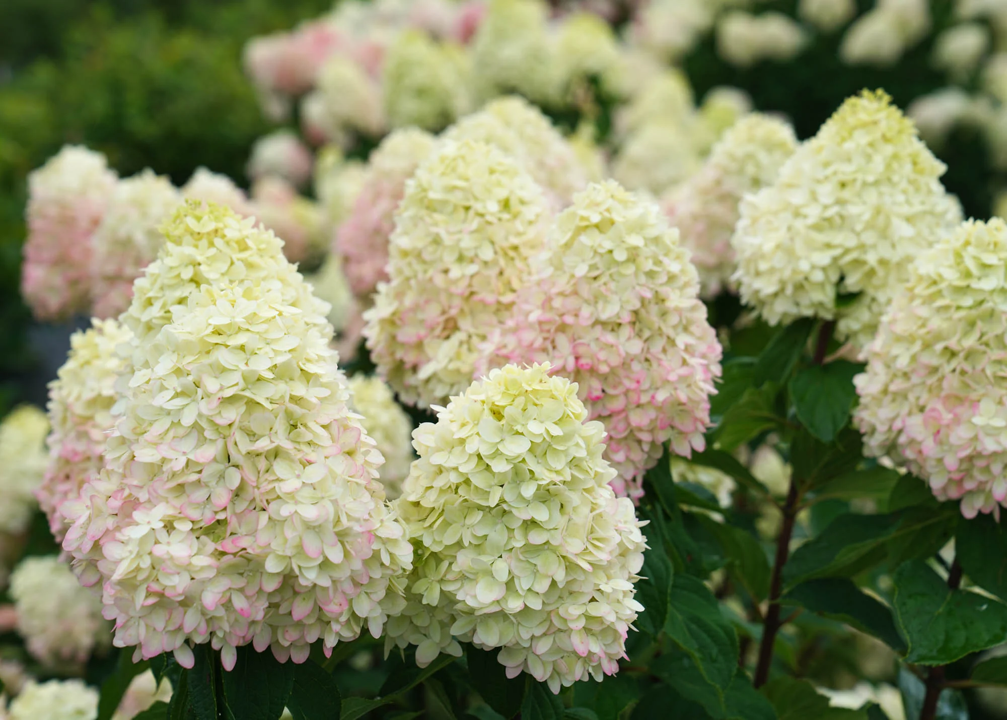 Hydrangea paniculata 'Limelight Prime®', 3L - Image 2