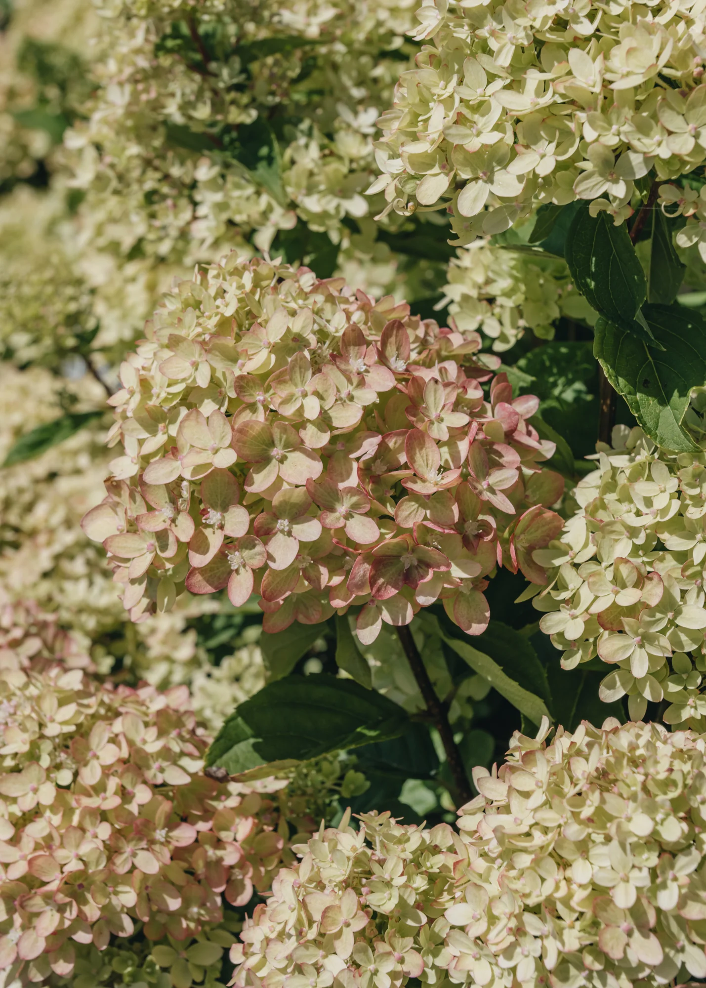 Hydrangea paniculata ‘Little Lime’, 5L