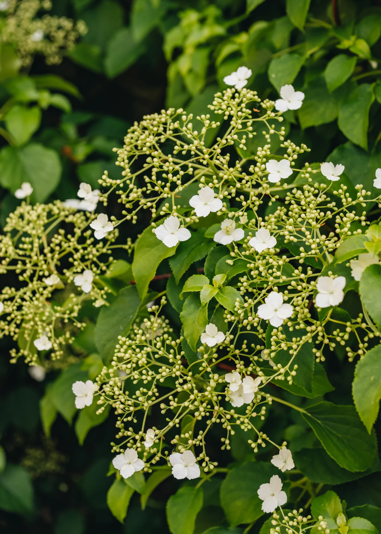 Hydrangea petiolaris, 15L