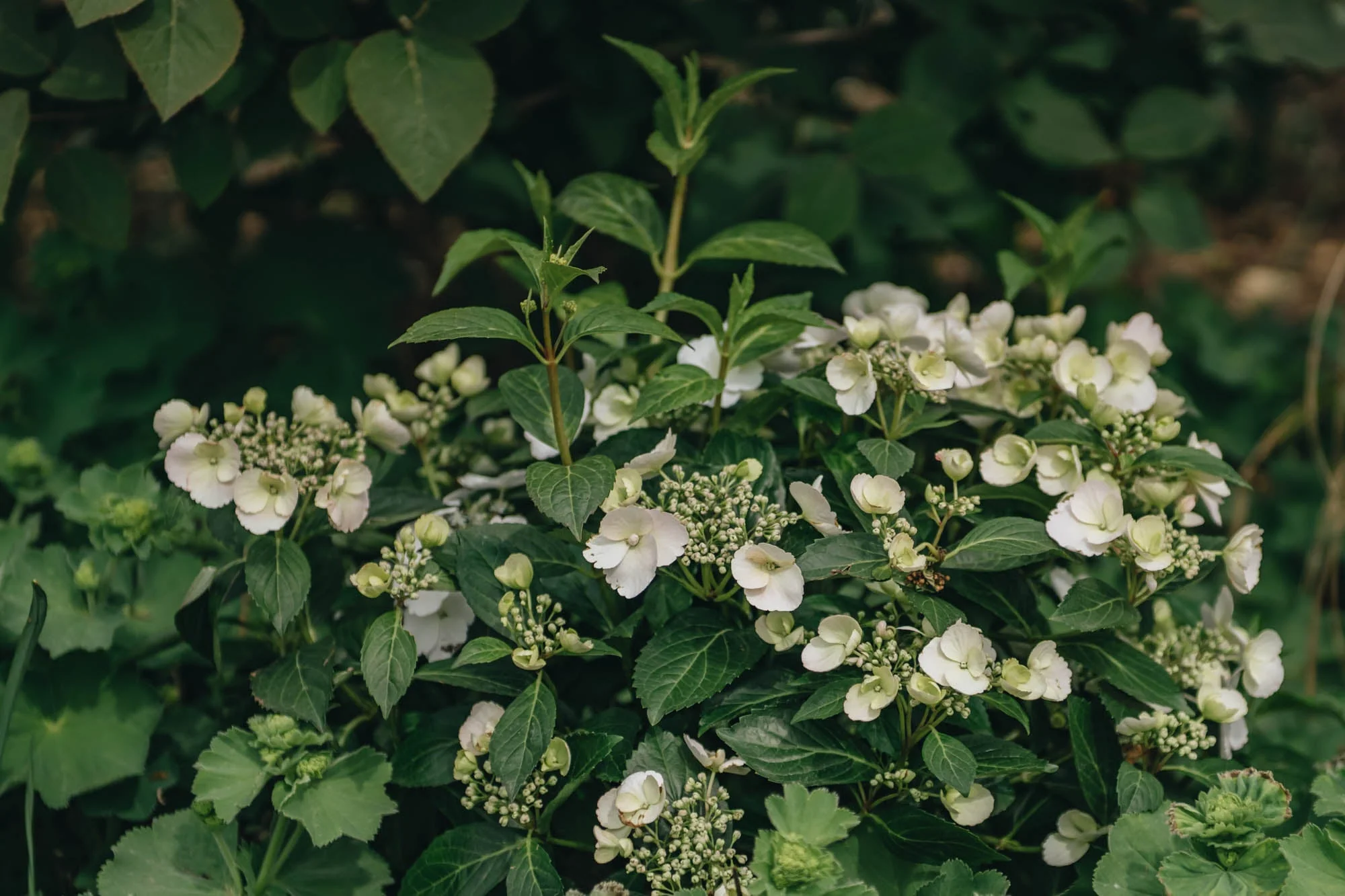 Hydrangea 'Runaway Bride', 3.5L - Image 3