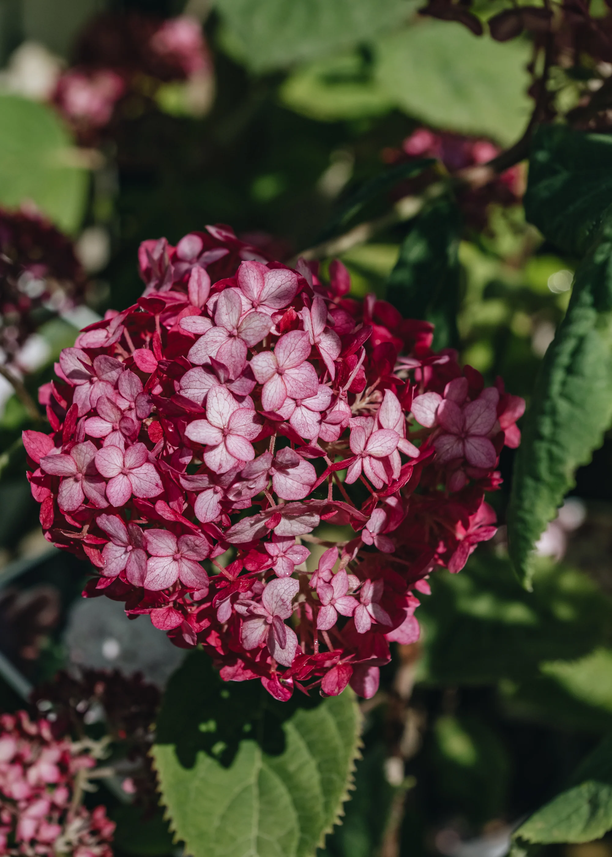 Hydrangea Sweet Annabelle, 5L - Image 2