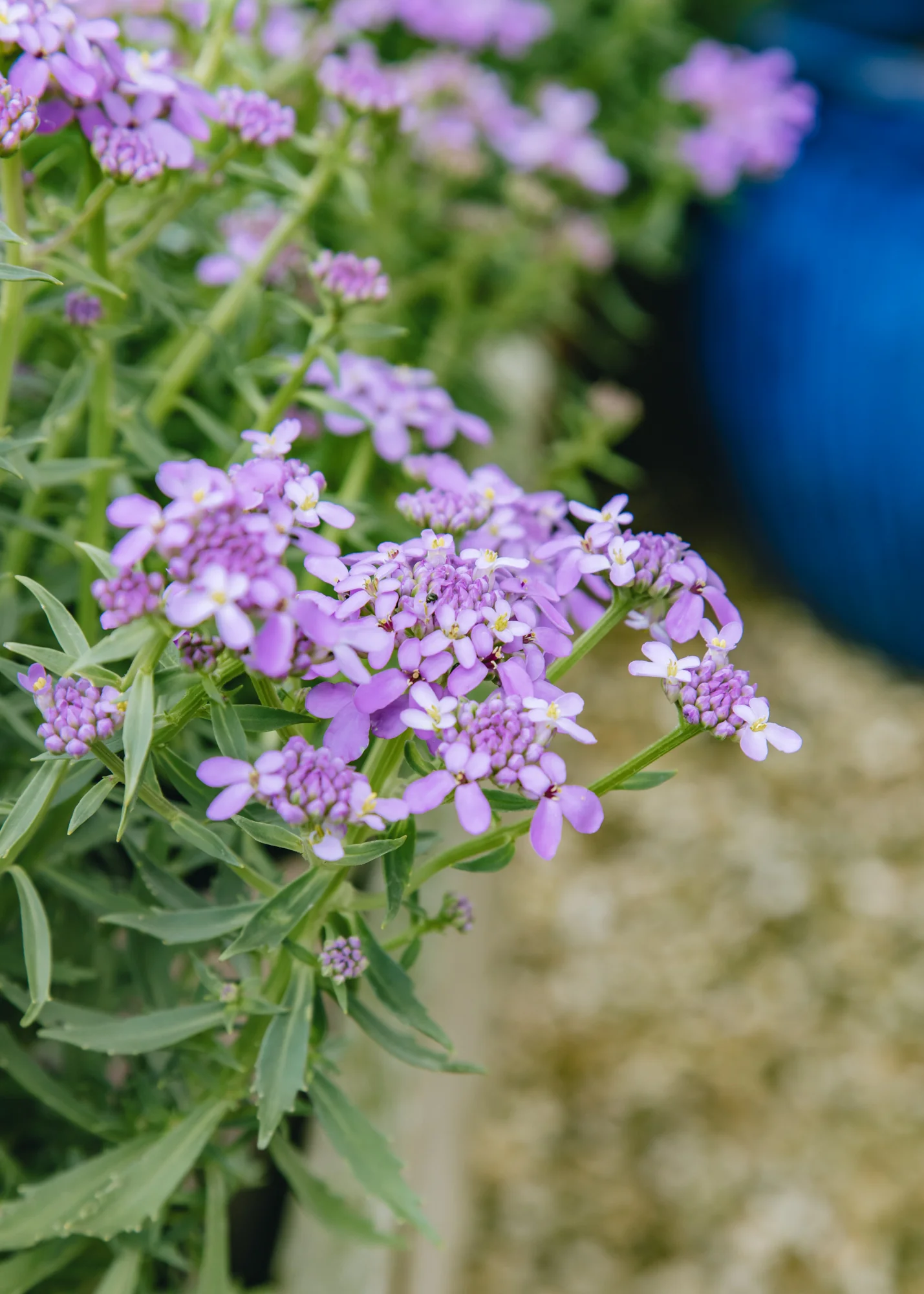 Iberis 'Mermaid Lavender', 1.5L  - Image 2