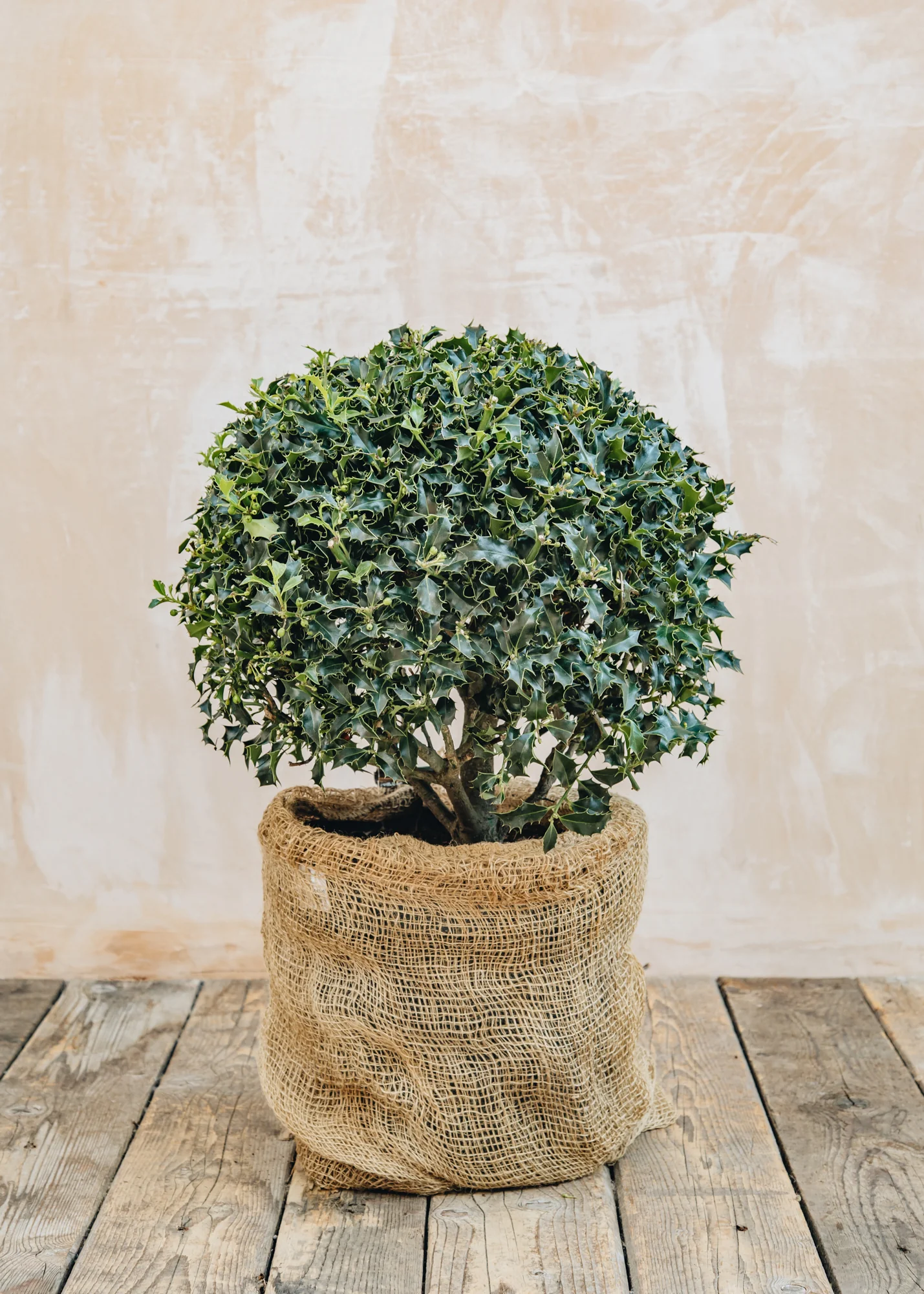 Ilex aquifolia 'Alaska' globe, 10L 