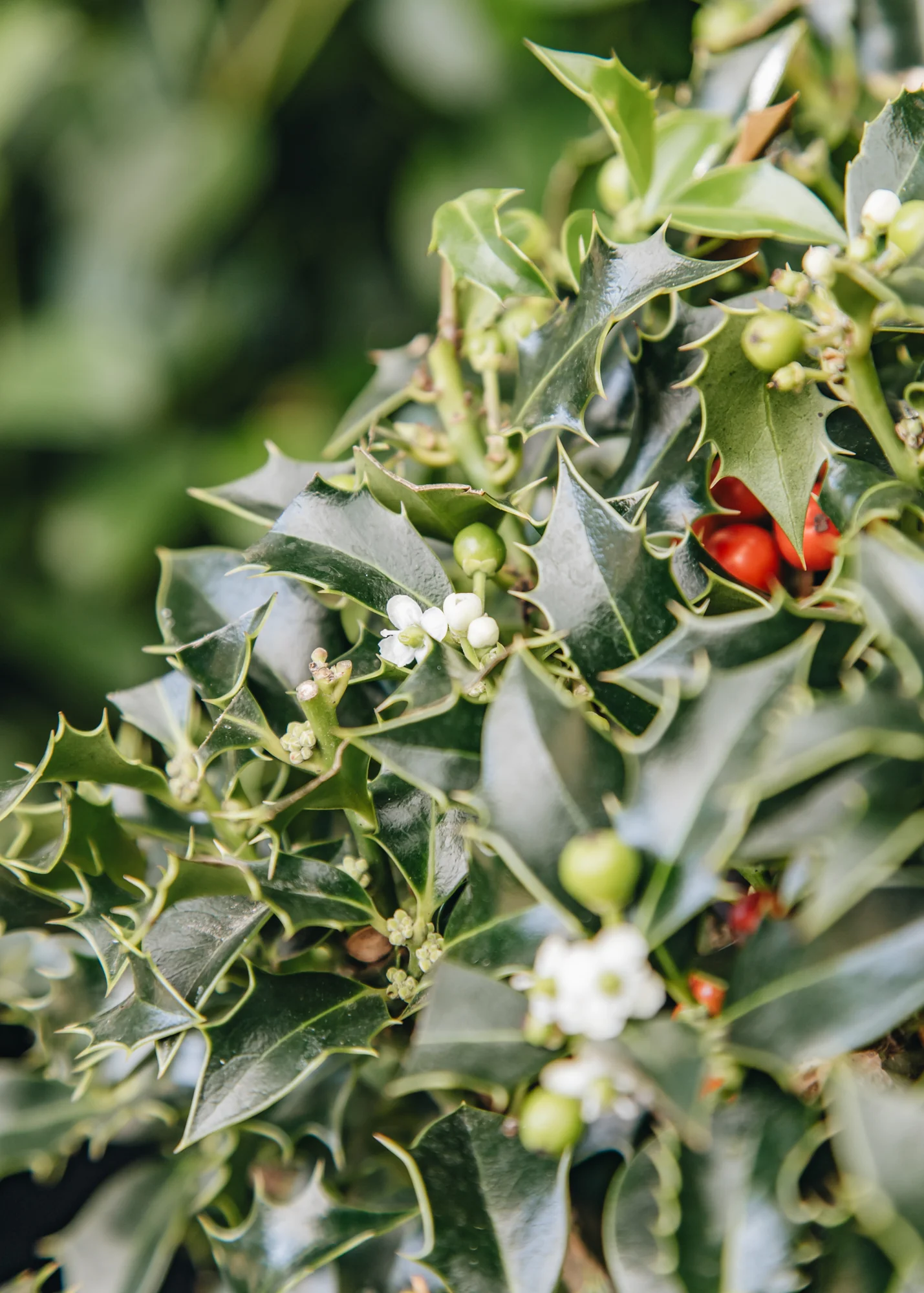 Ilex aquifolia 'Alaska' globe, 10L  - Image 3