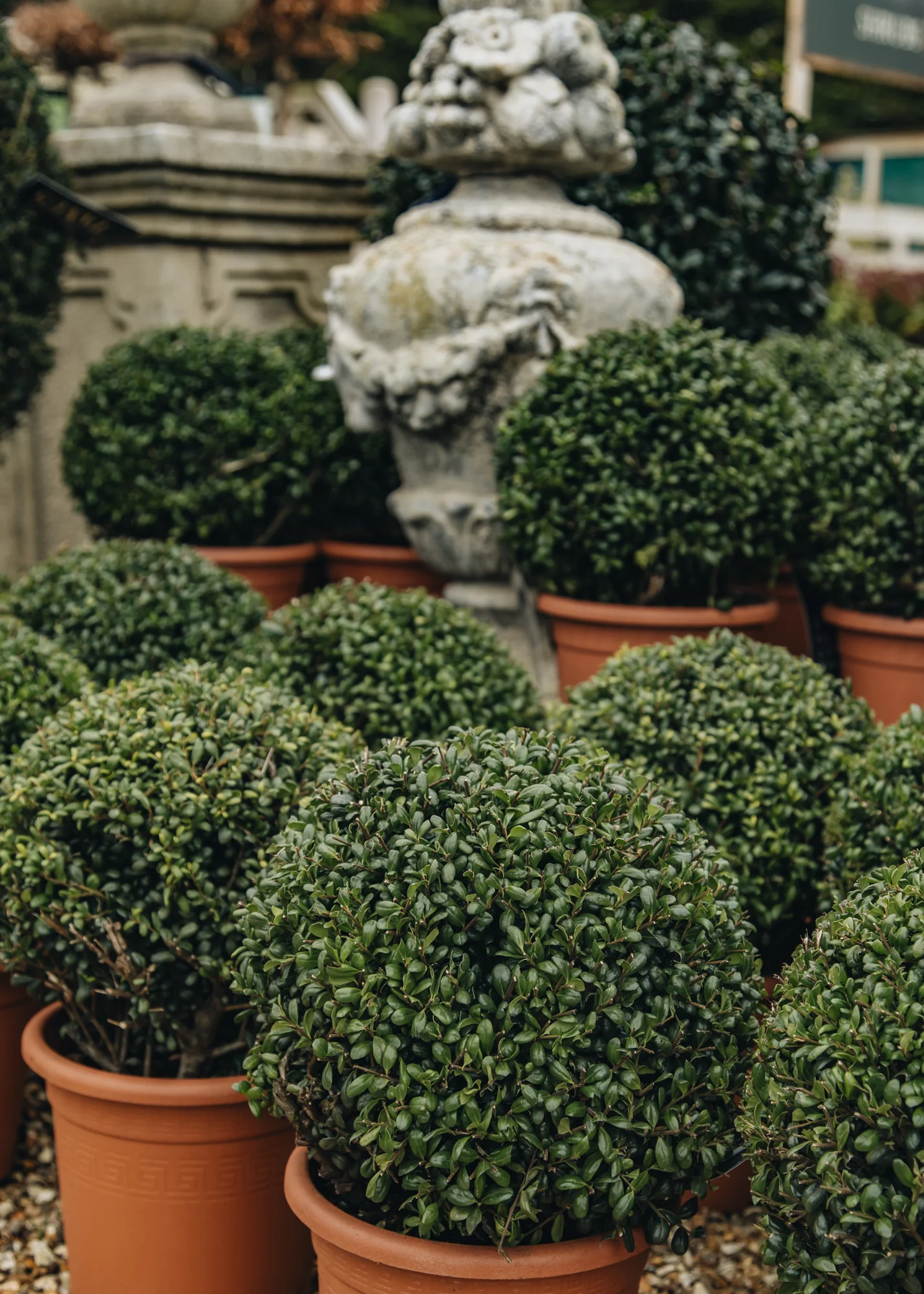 Ilex crenata 'Convexa Bon', 5L - Image 2