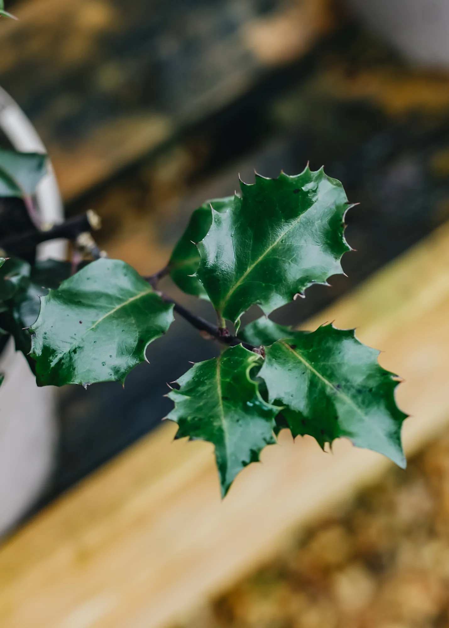 Ilex x meserveae 'Blue Angel', 3L - Image 2