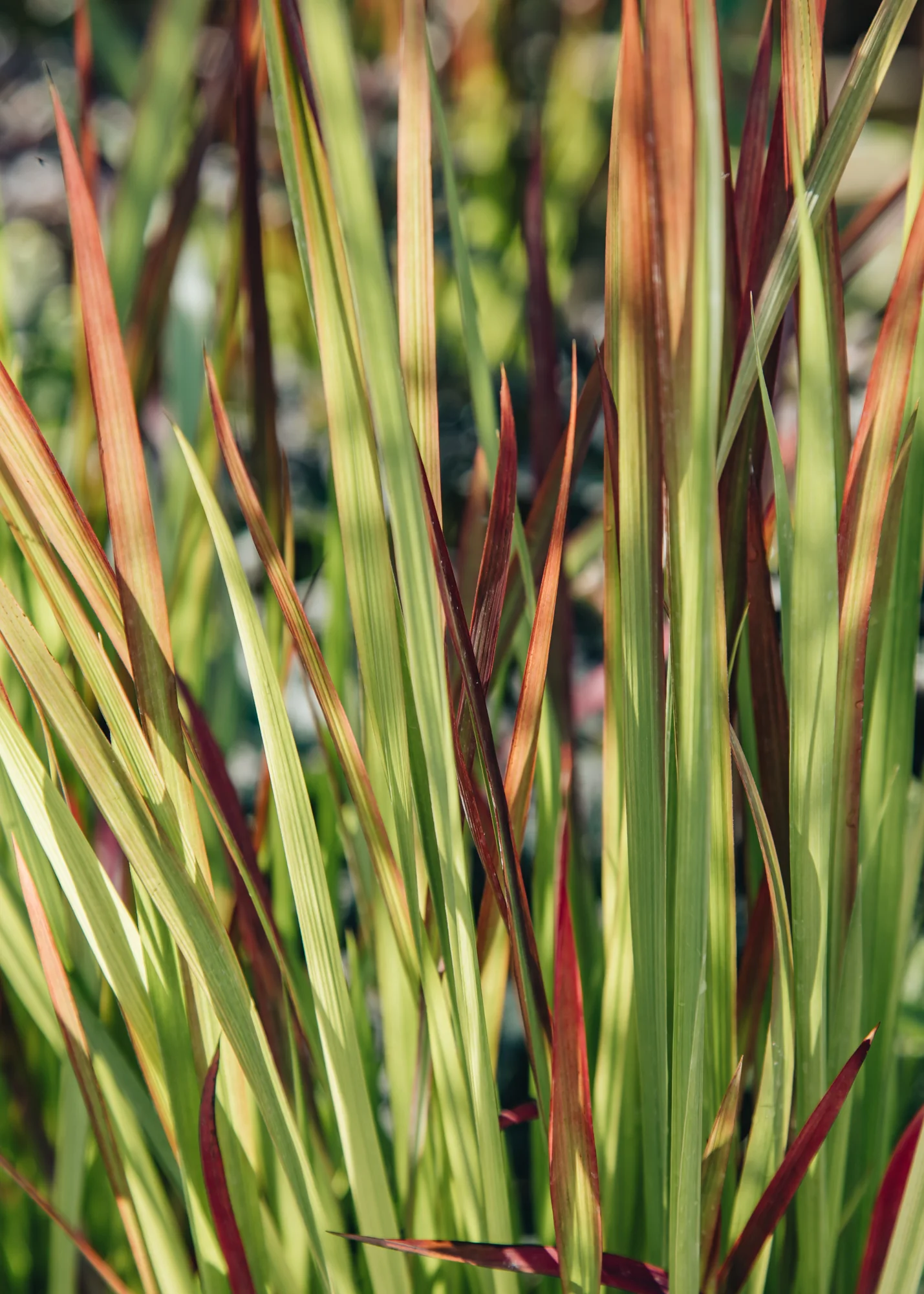 Imperata cylindrica 'Red Baron', 2L