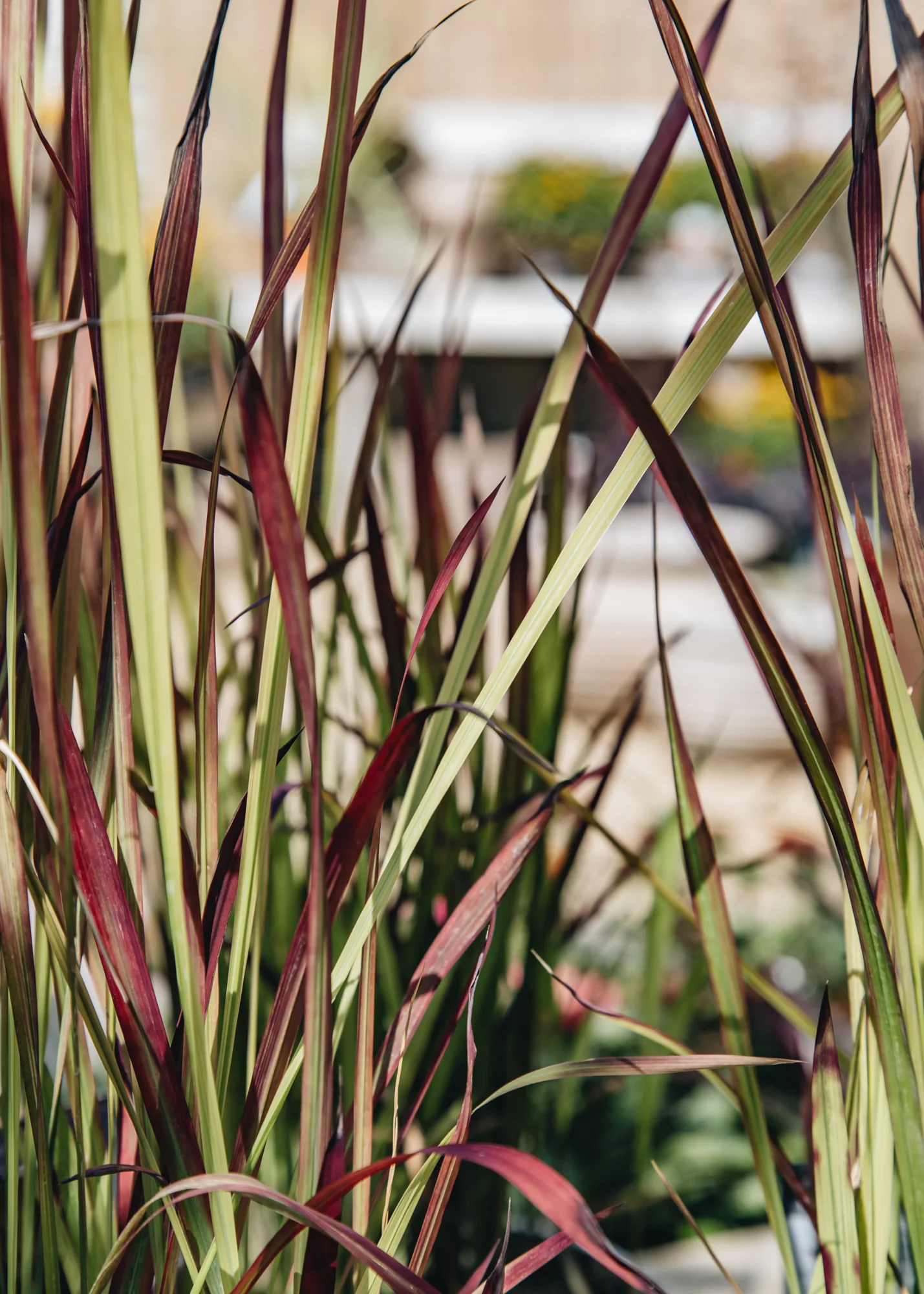 Imperata cylindrica 'Red Baron', 2L