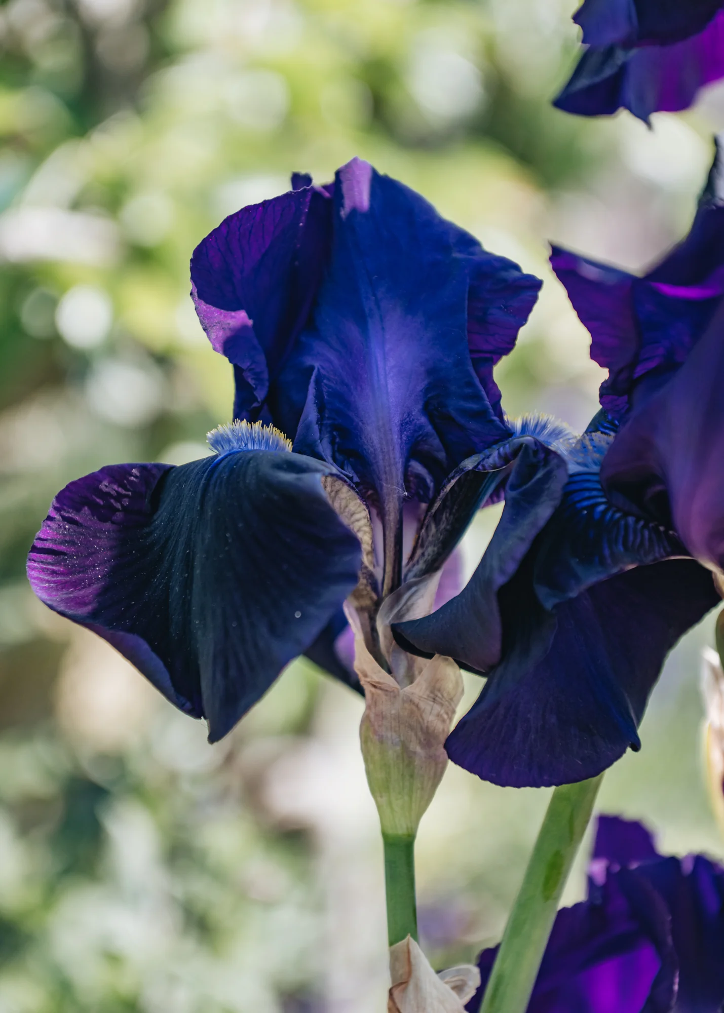 Iris 'Sable', 2L - Image 2