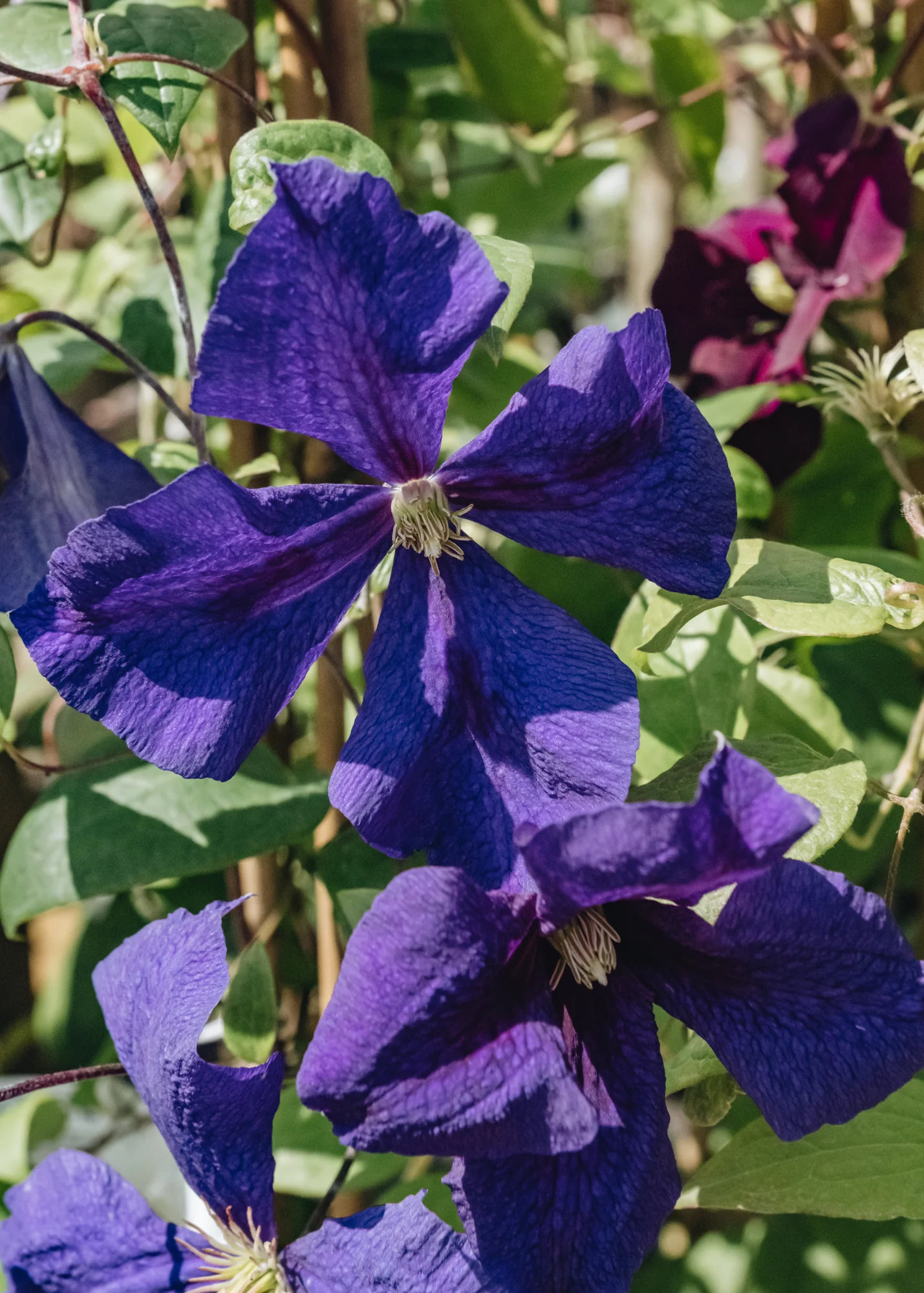 Clematis Jackmanii Superba, 3L - Image 2