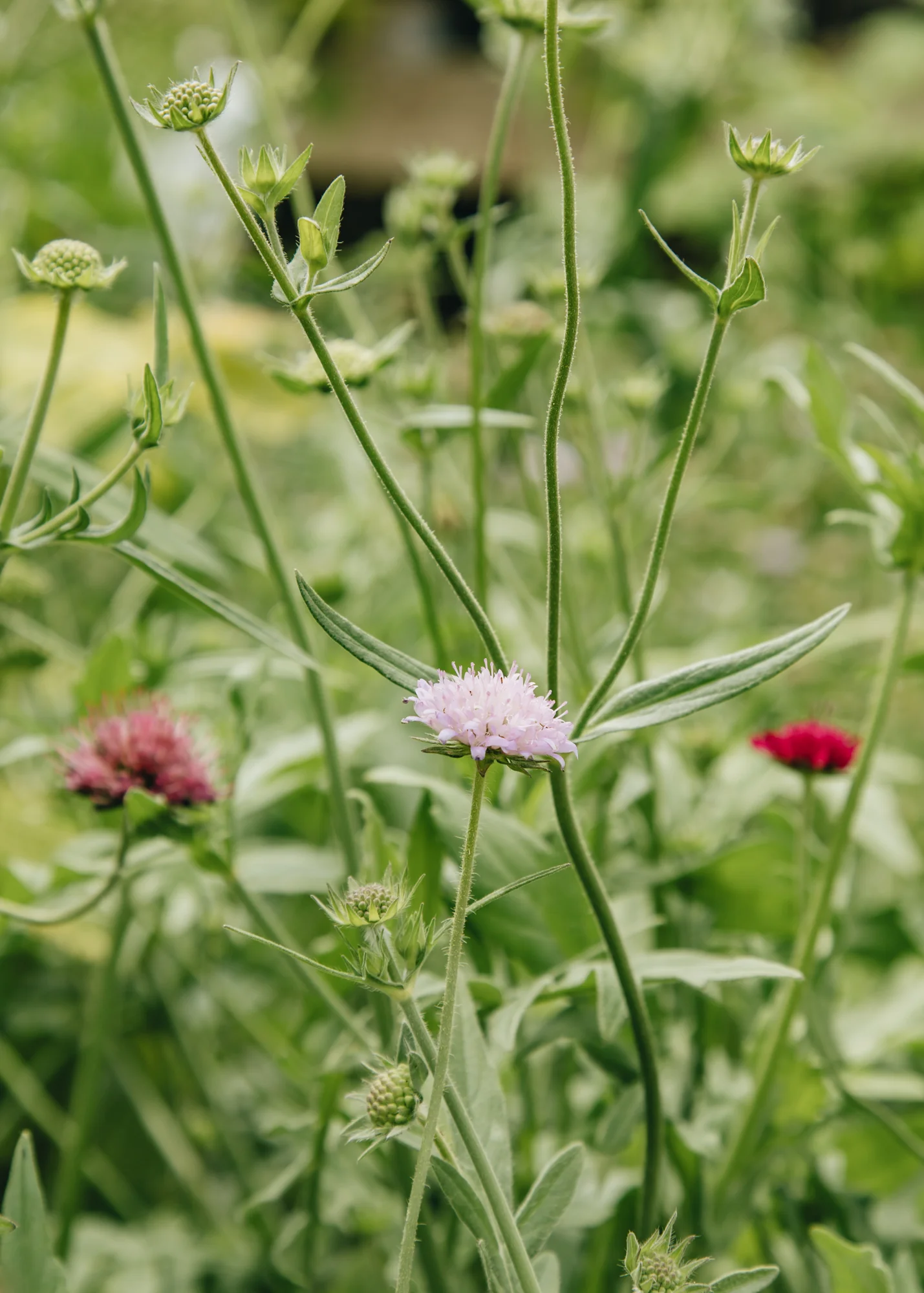 Knautia 'Melton Pastels', 3L
