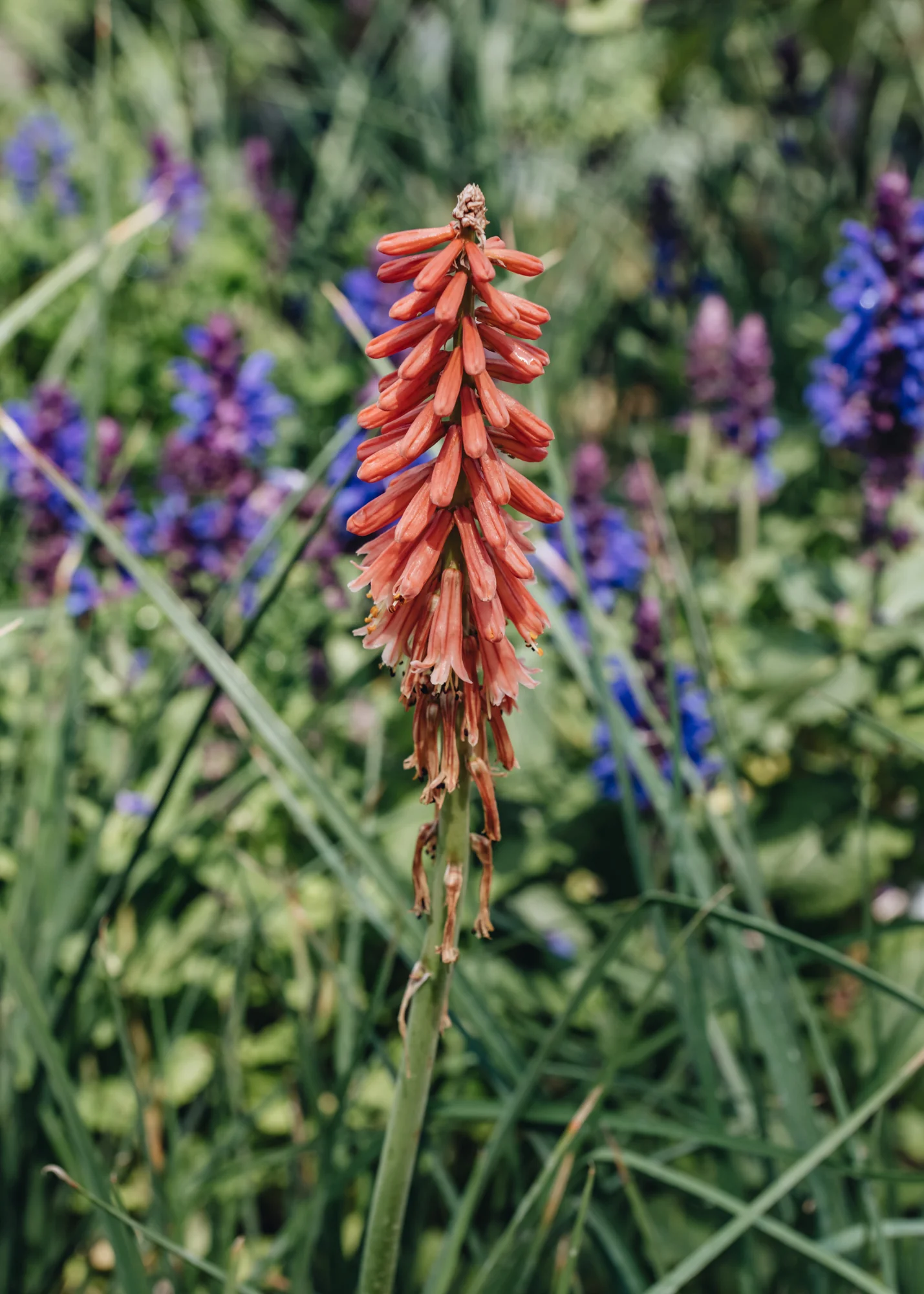 Kniphofia Red Hot Popsicle, 2/3L