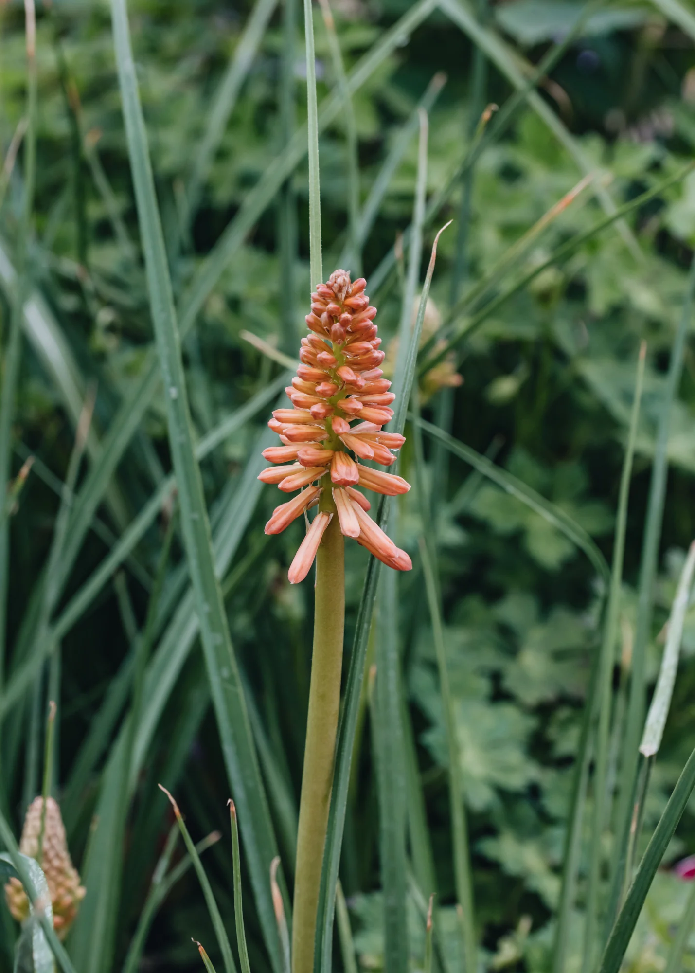 Kniphofia Red Hot Popsicle, 2/3L - Image 2
