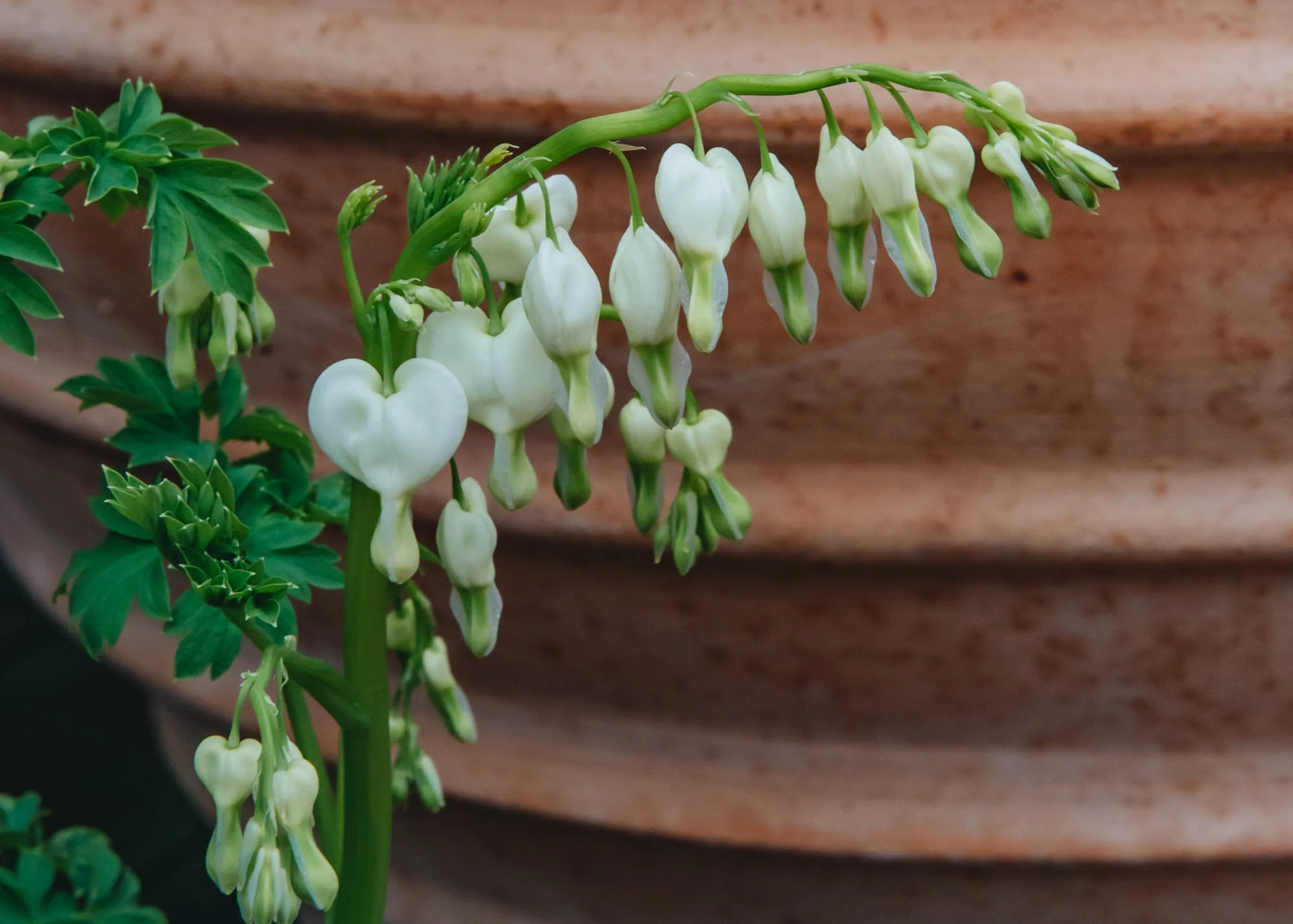 Lamprocapnos spectabilis Alba AGM (Dicentra), 2/3L