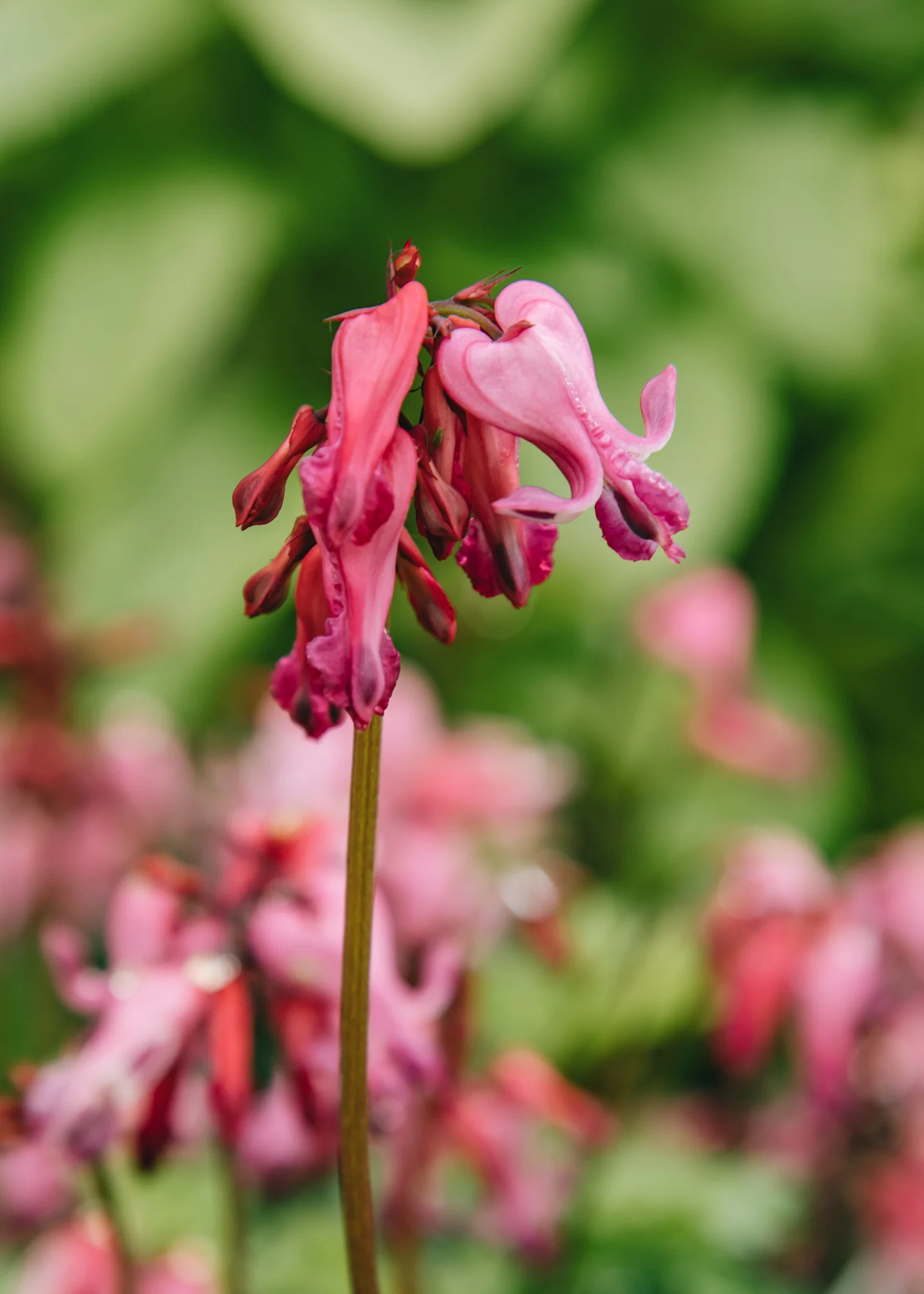 Lamprocapnos spectabilis 'Passion Hearts' (Dicentra), 2L - Image 2