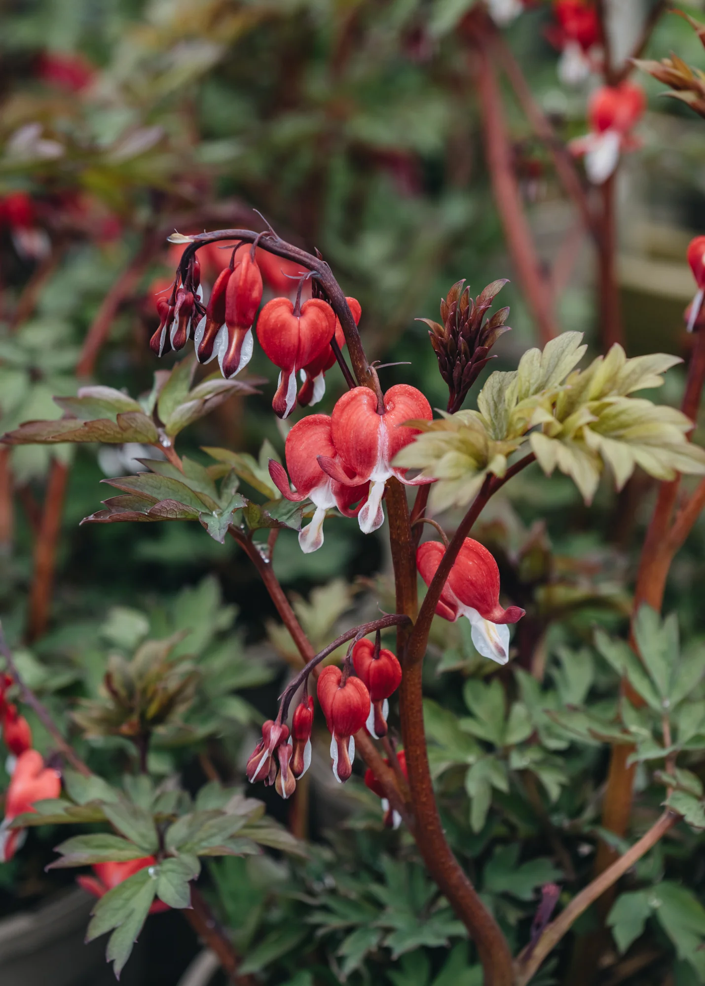 Lamprocapnos spectabilis 'Valentine' (Dicentra), 2/3L