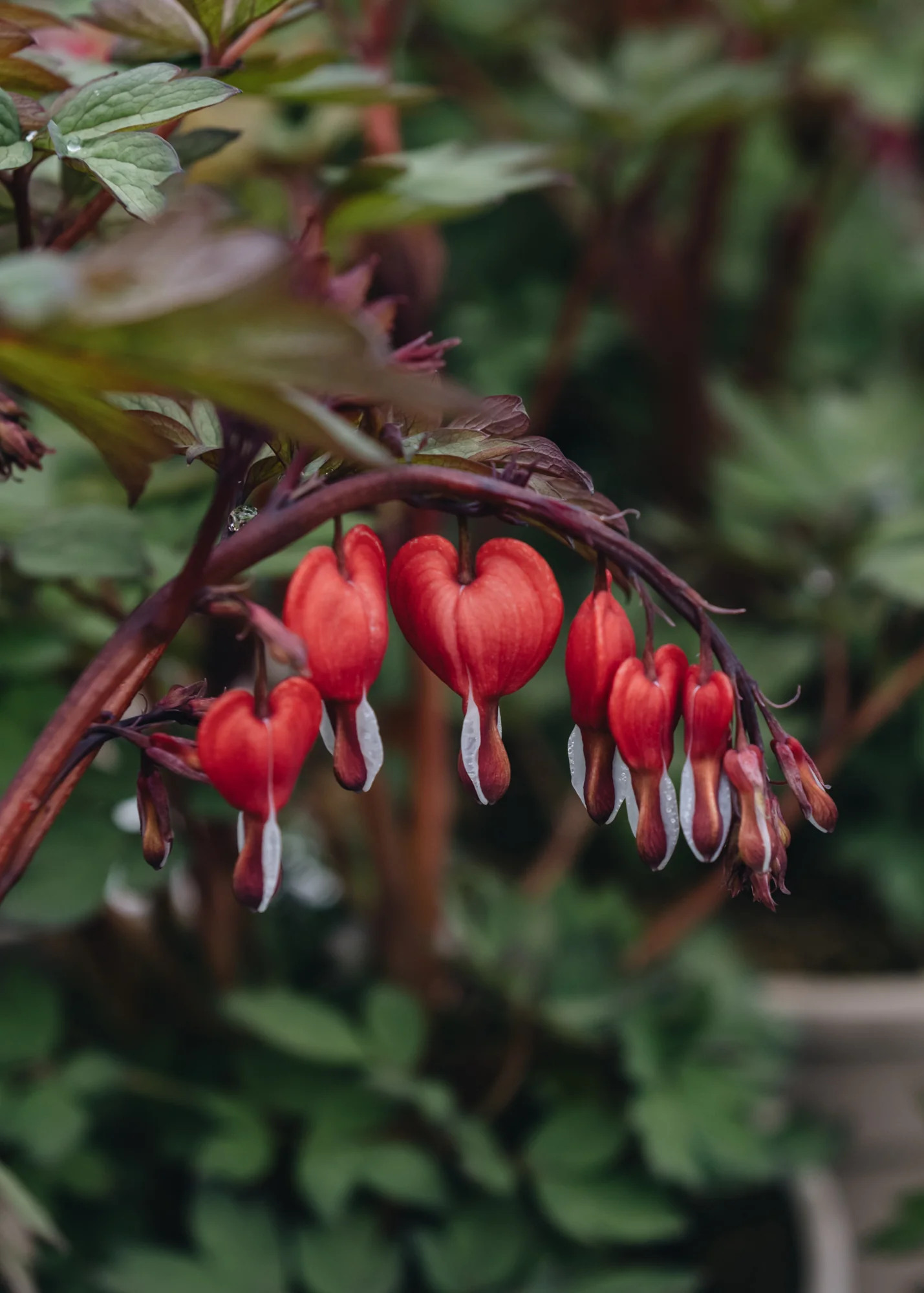 Lamprocapnos spectabilis 'Valentine' (Dicentra), 2/3L - Image 2