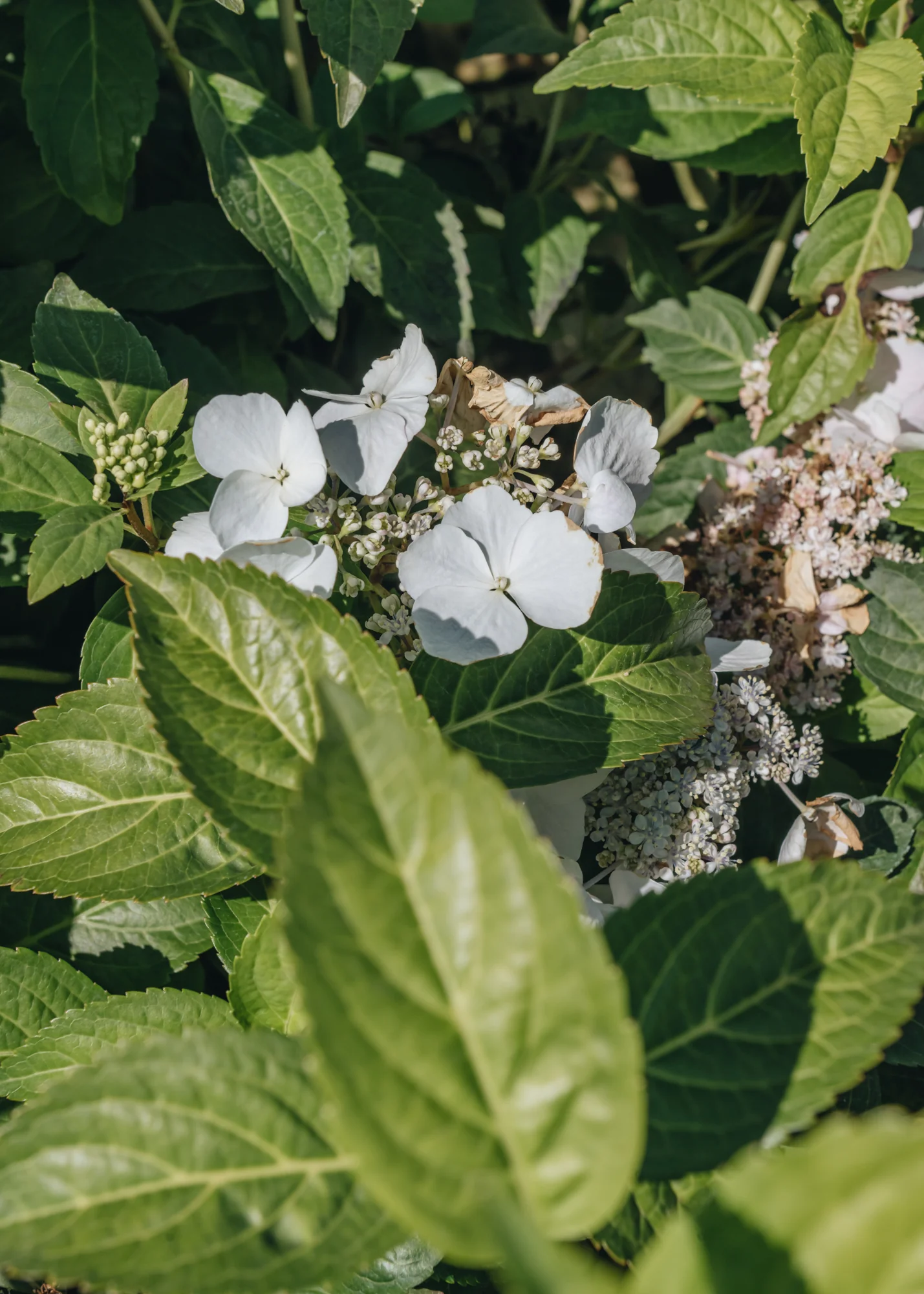 Hydrangea Runaway Bride, 7L - Image 2