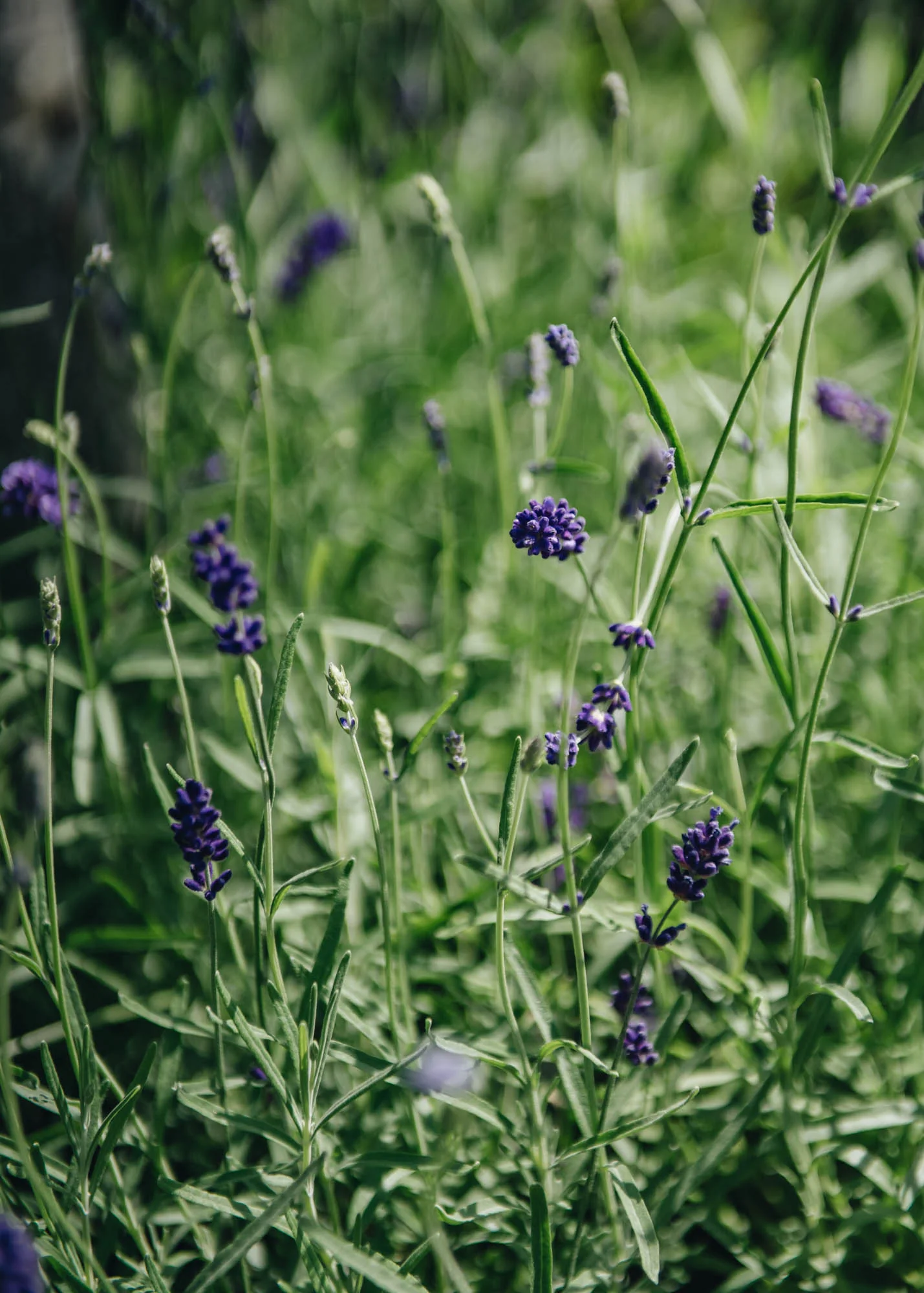 Lavandula angustifolia 'Imperial Gem', 3L