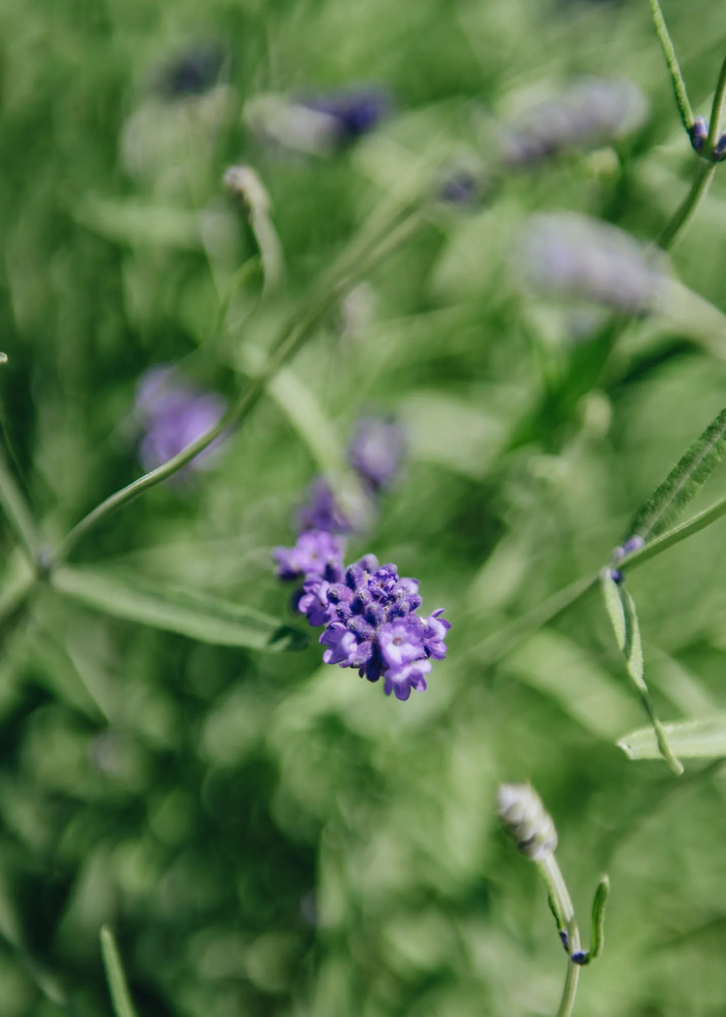 Lavandula angustifolia 'Imperial Gem', 3L - Image 2