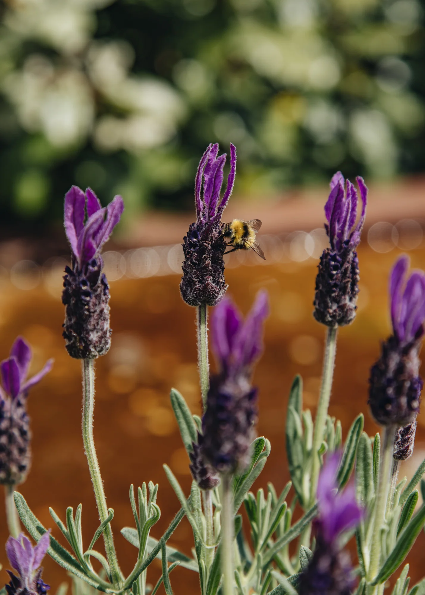 Lavandula stoechas ‘Bella Toscane’, 2L