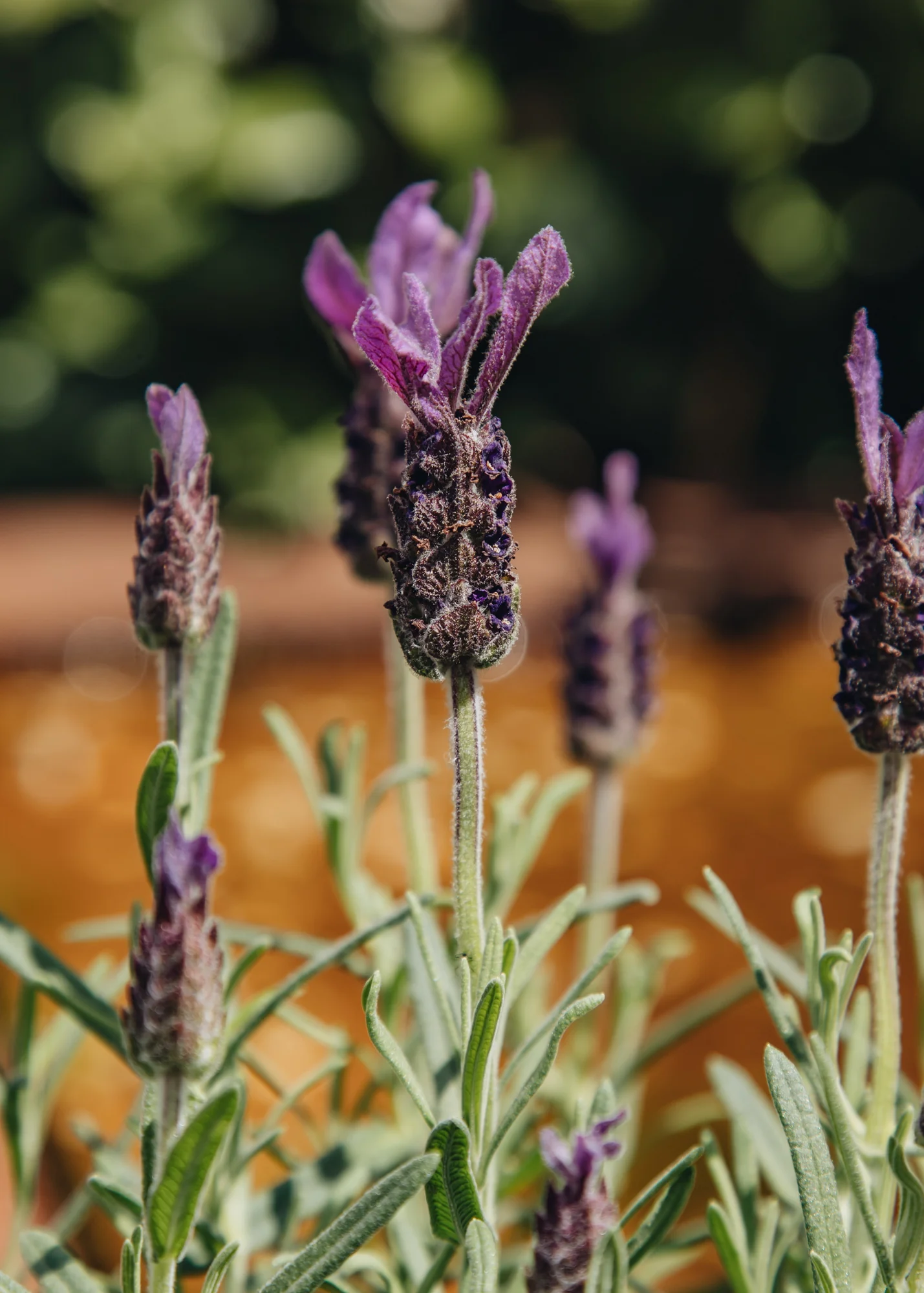 Lavandula stoechas ‘Bella Toscane’, 2L - Image 2