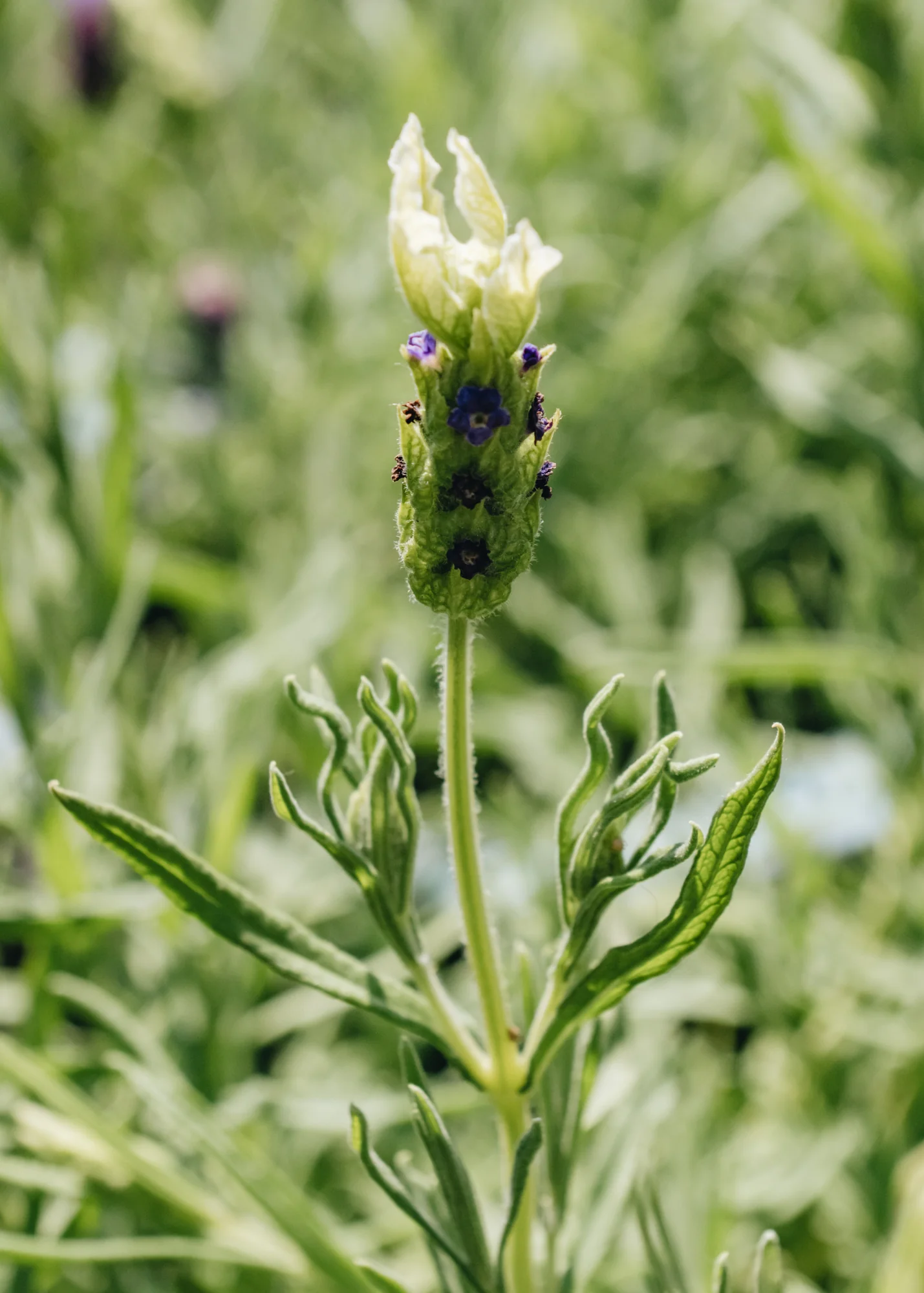 Lavandula stoechas Tiara, 3L