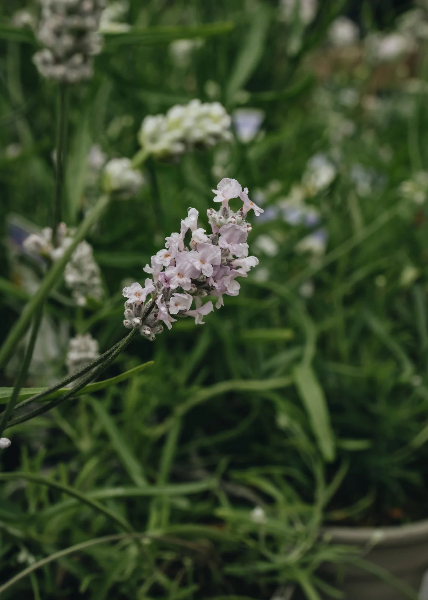 Lavandula Vienco Early White 2L - Image 2