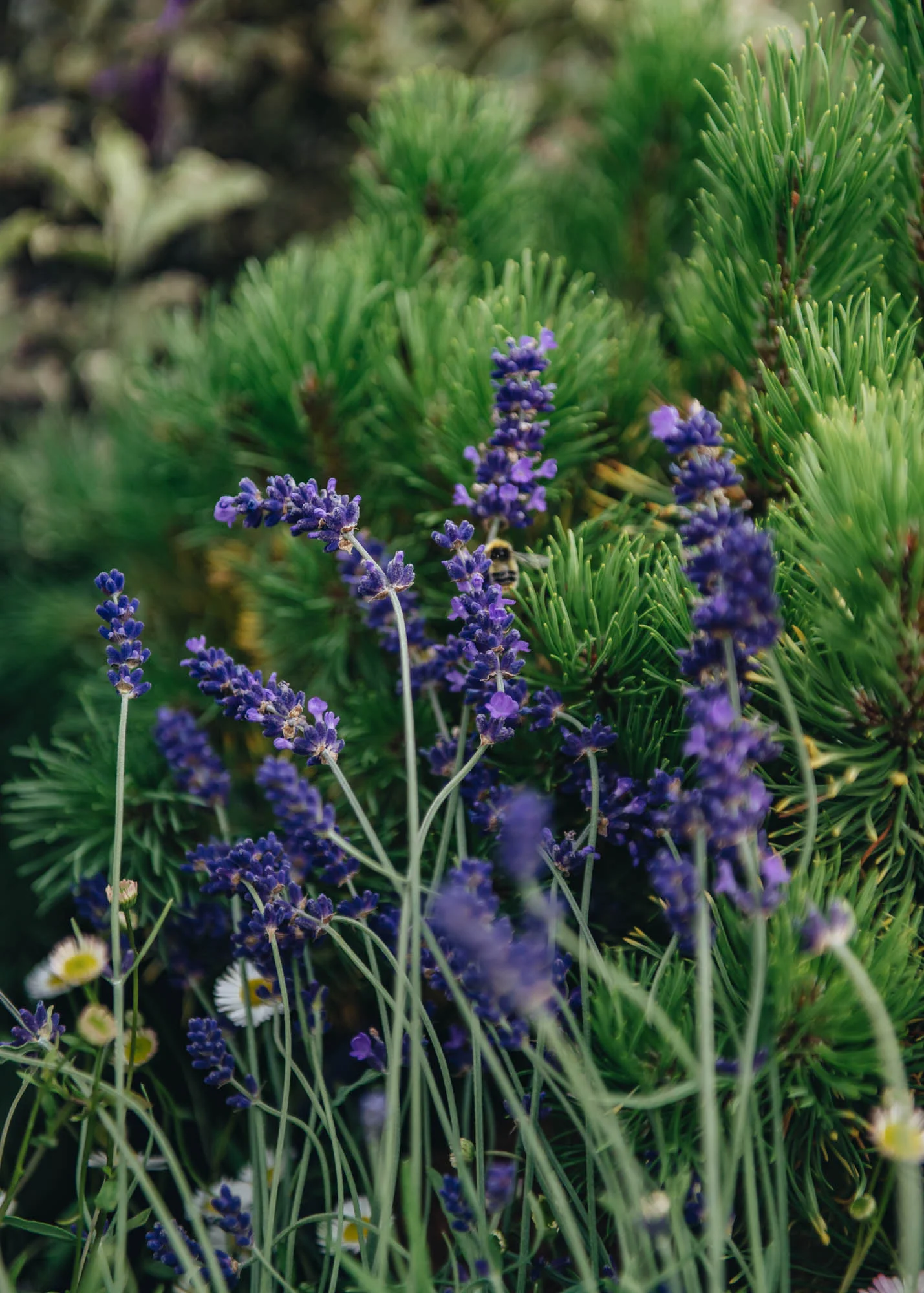 Lavandula angustifolia 'Hidcote', 2/3L - Image 2
