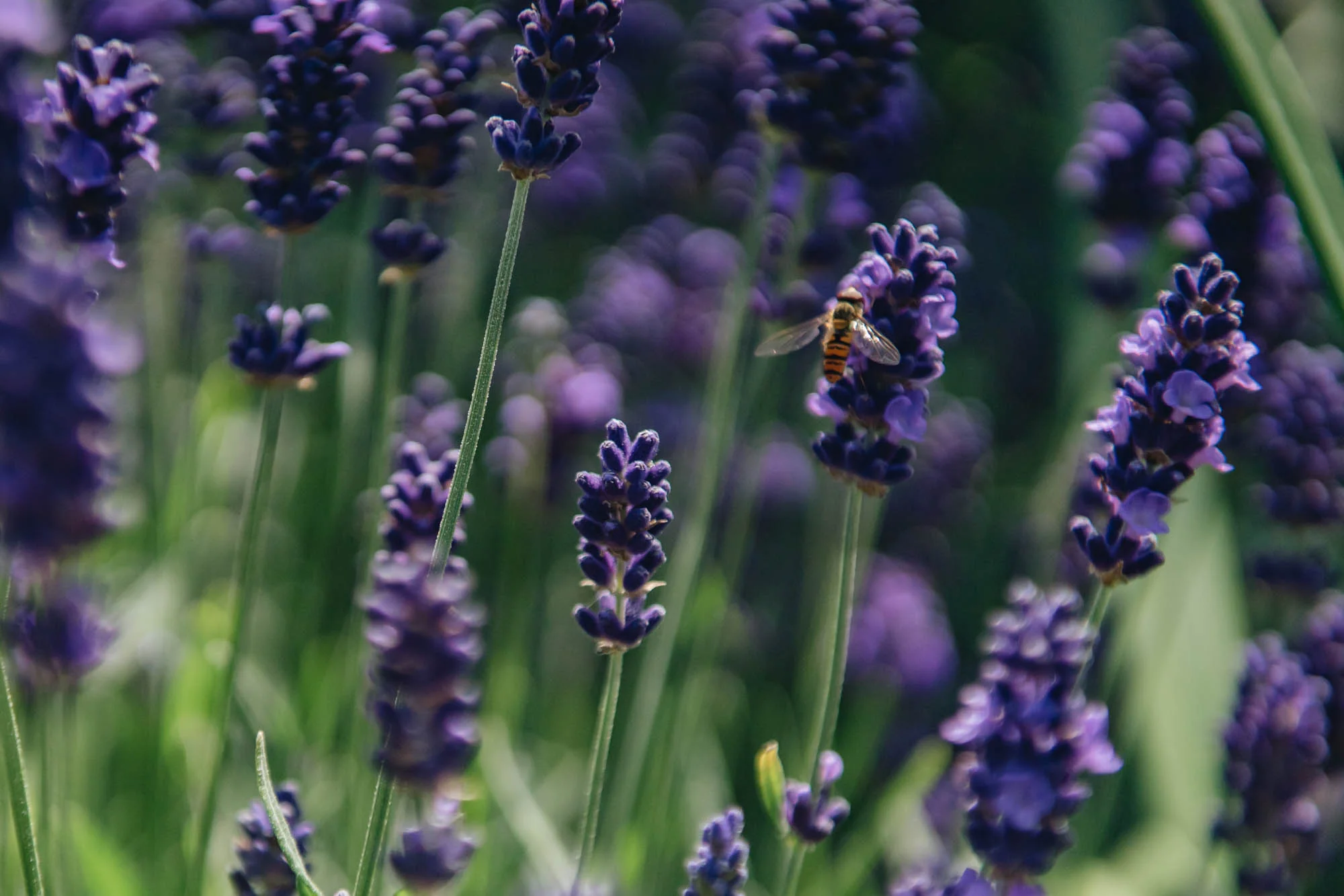 Lavandula angustifolia 'Hidcote', 2/3L