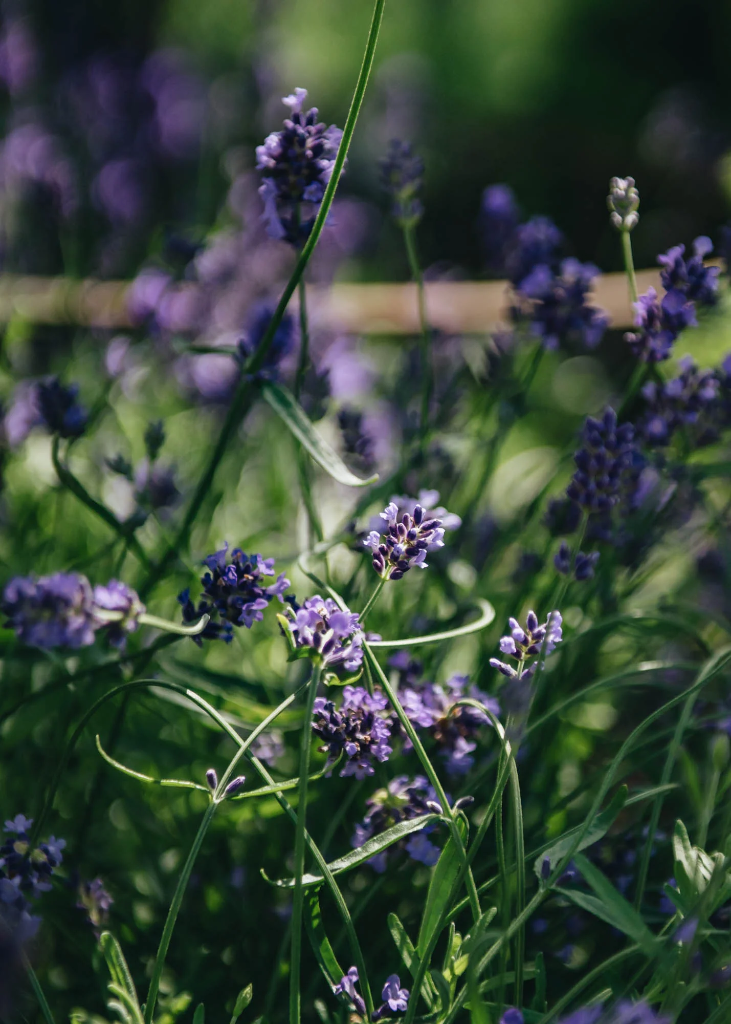 Lavandula angustifolia Essence Purple, 7L