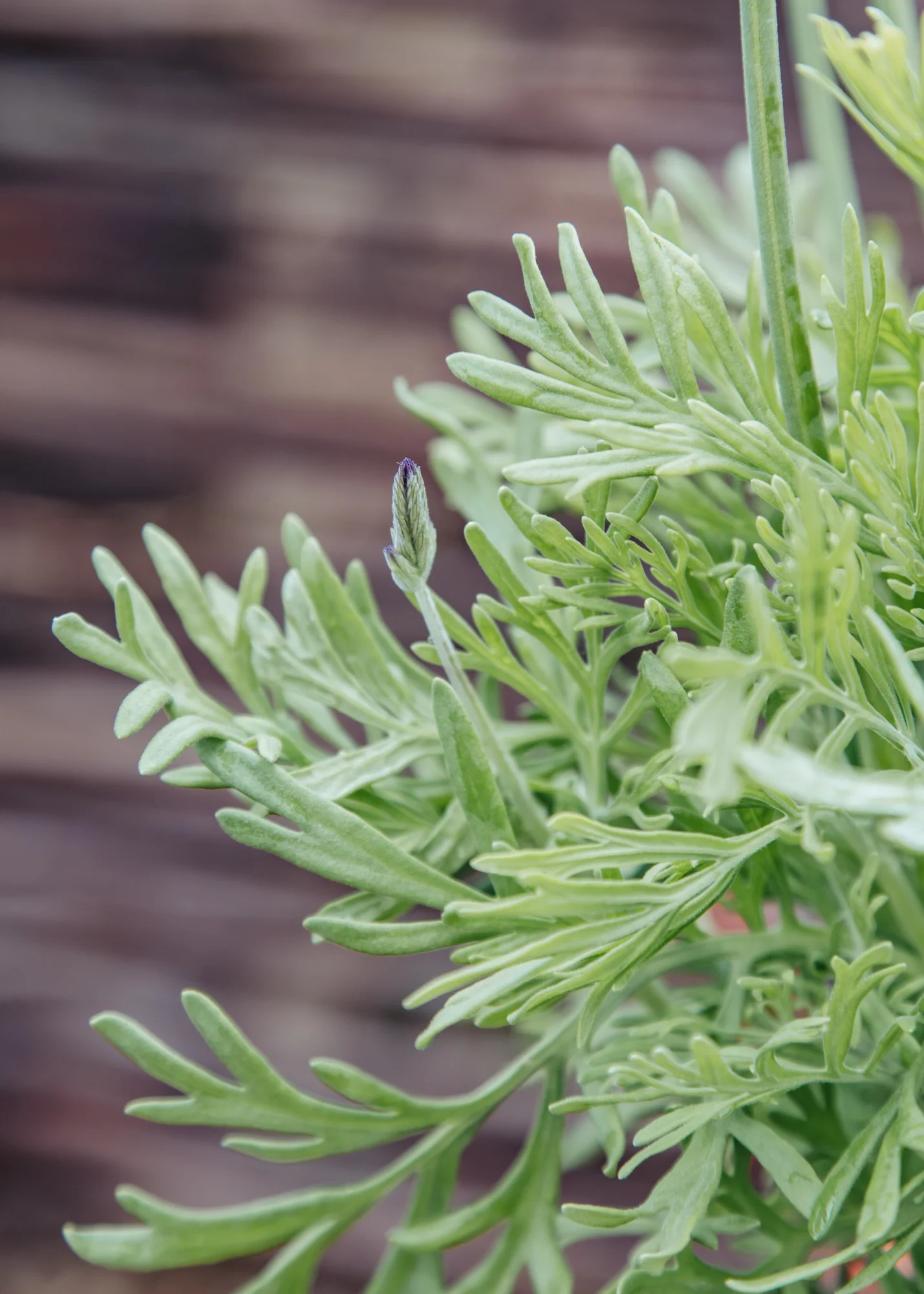 Lavender 'Christiana', 2L - Image 2