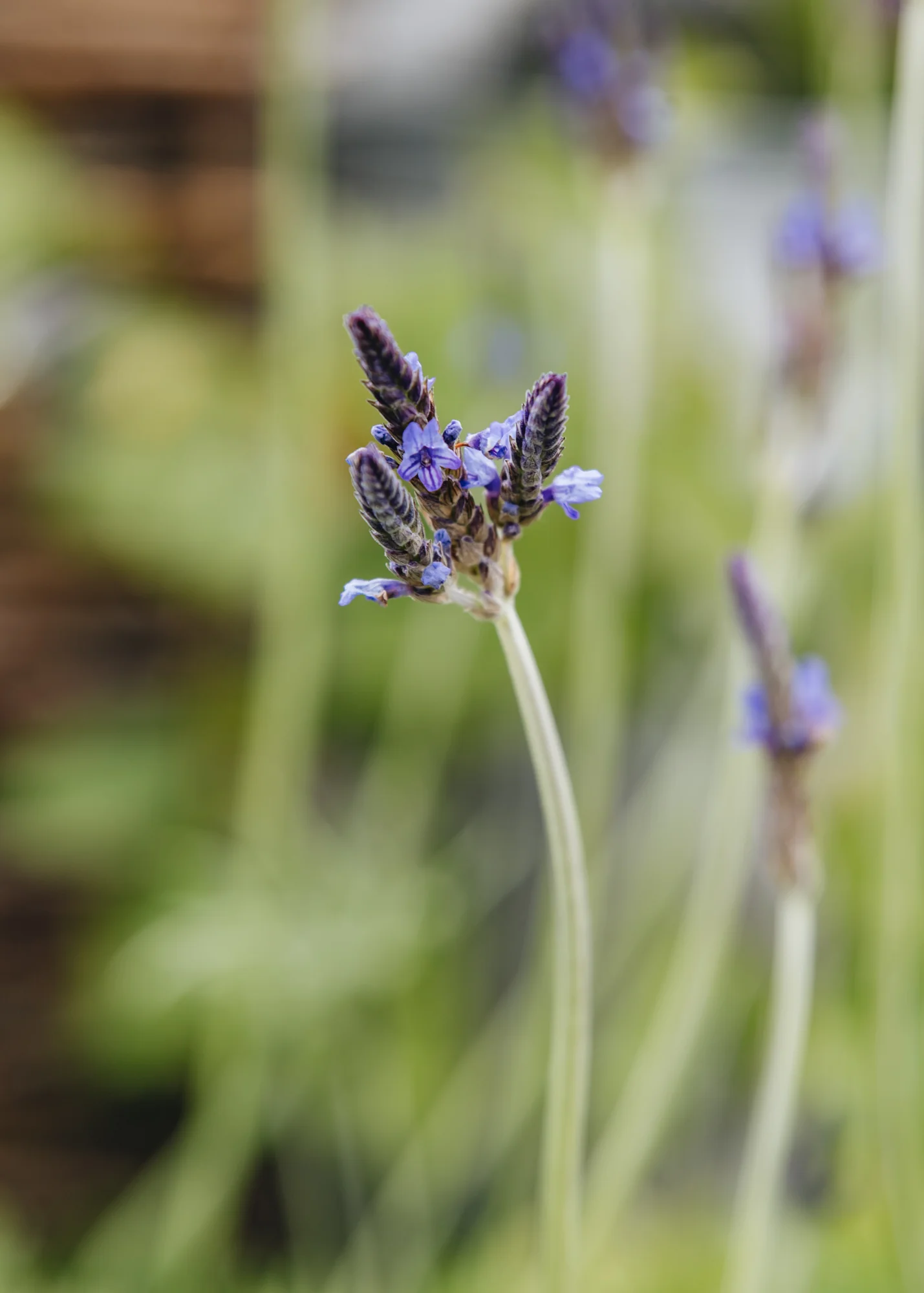 Lavender 'Christiana', 2L - Image 3