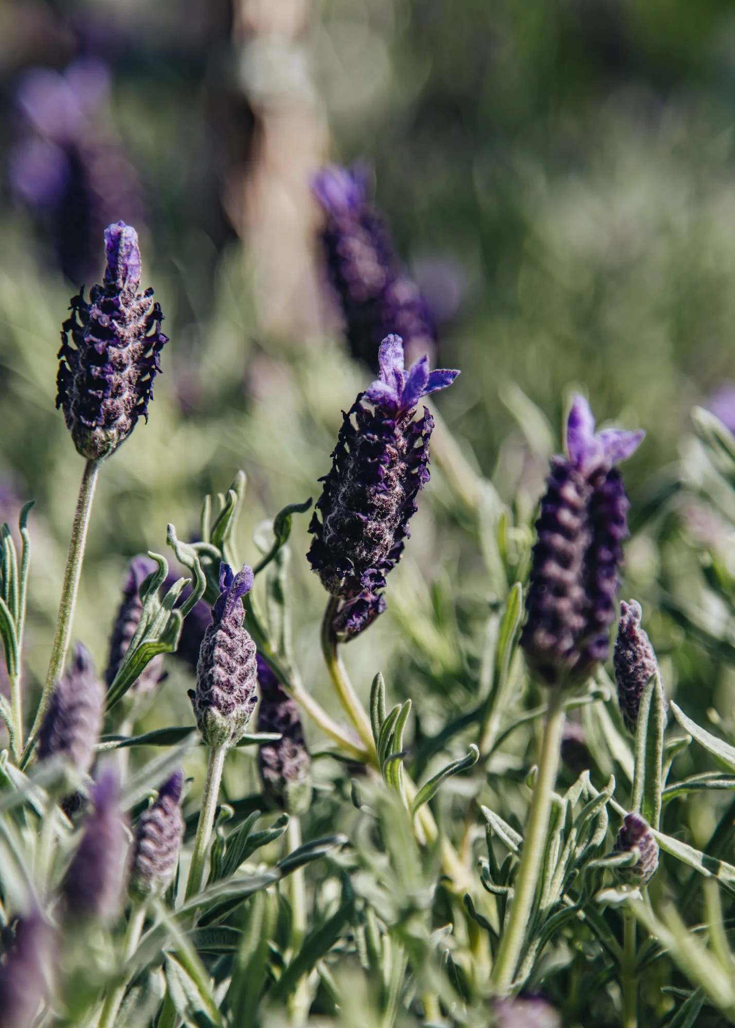 Lavandula stoechas Night of Passion, 2L