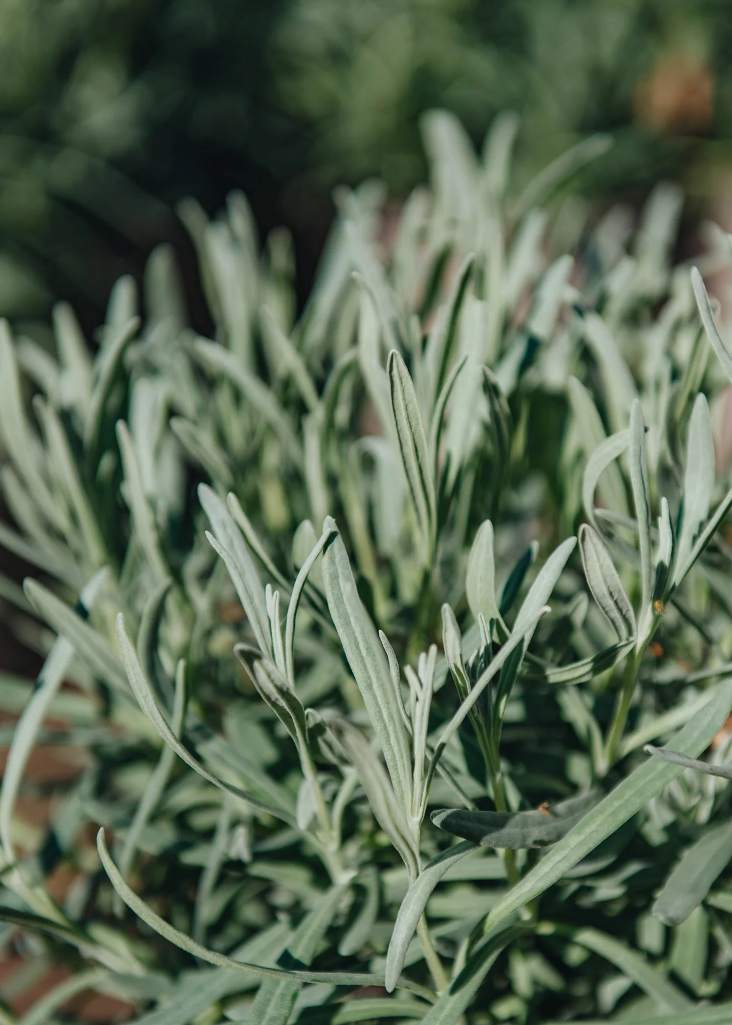 Lavandula angustifolia 'Vera', 1L - Image 2
