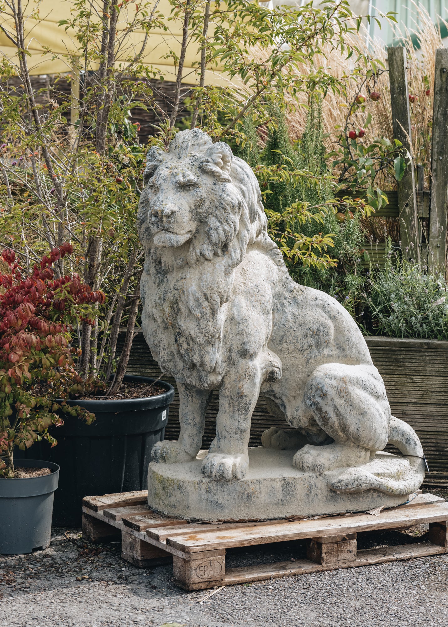 Left Facing Stone Lion