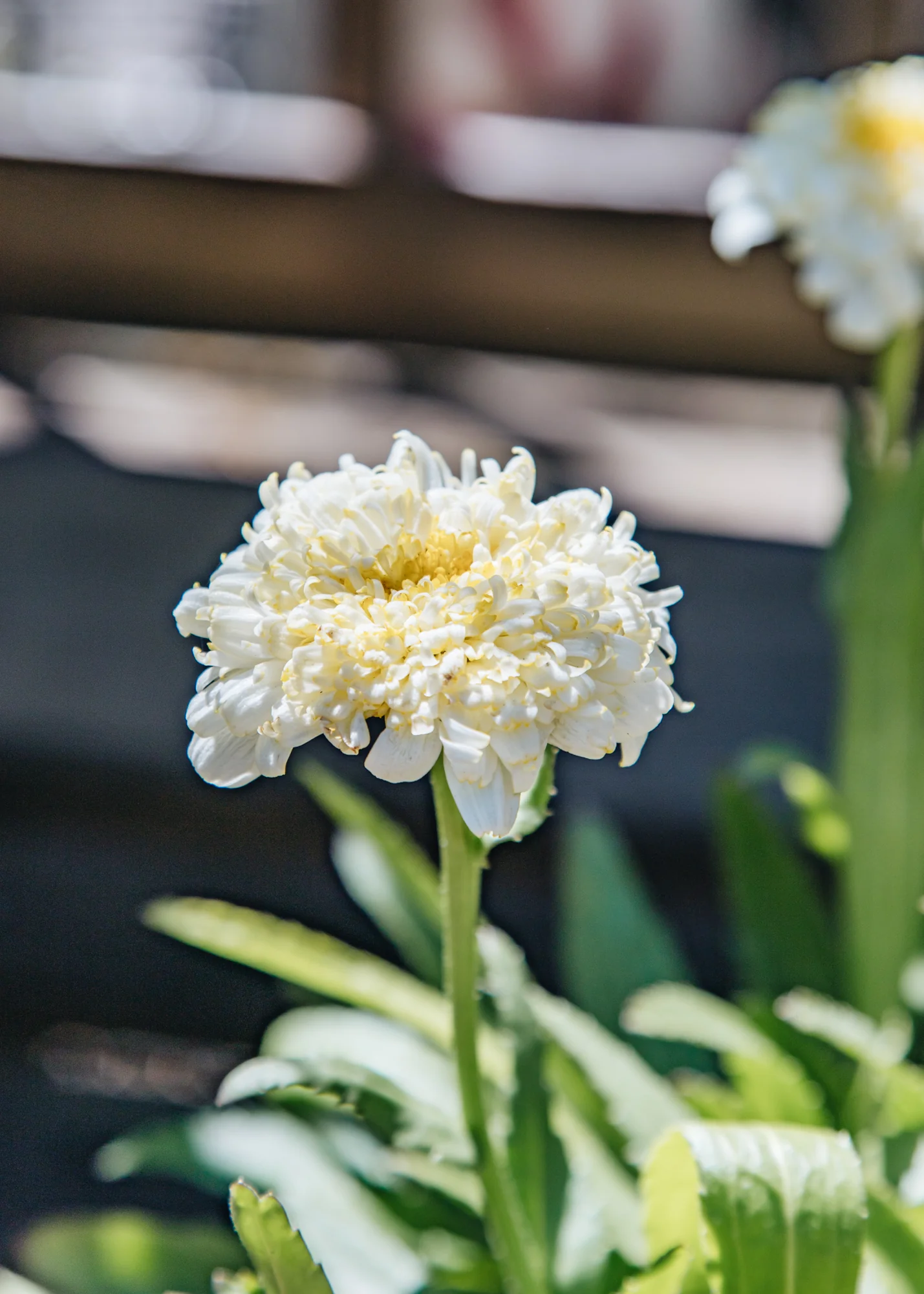 Leucanthemum x superbum 'Luna', 2L