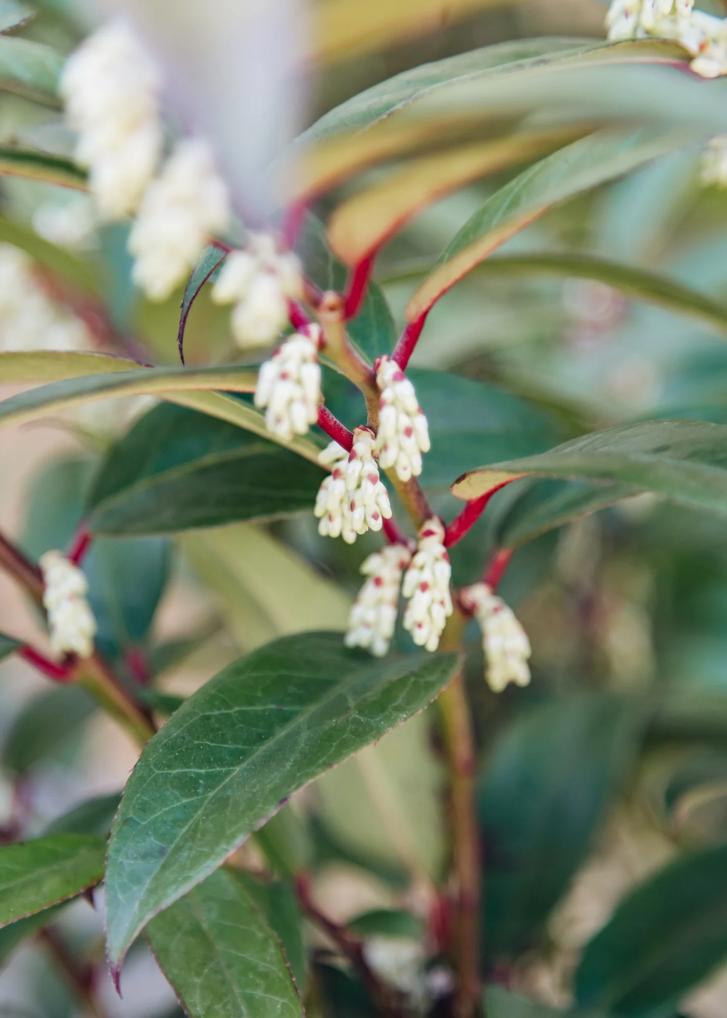 Leucothoe Scarletta Sense, 5.5L