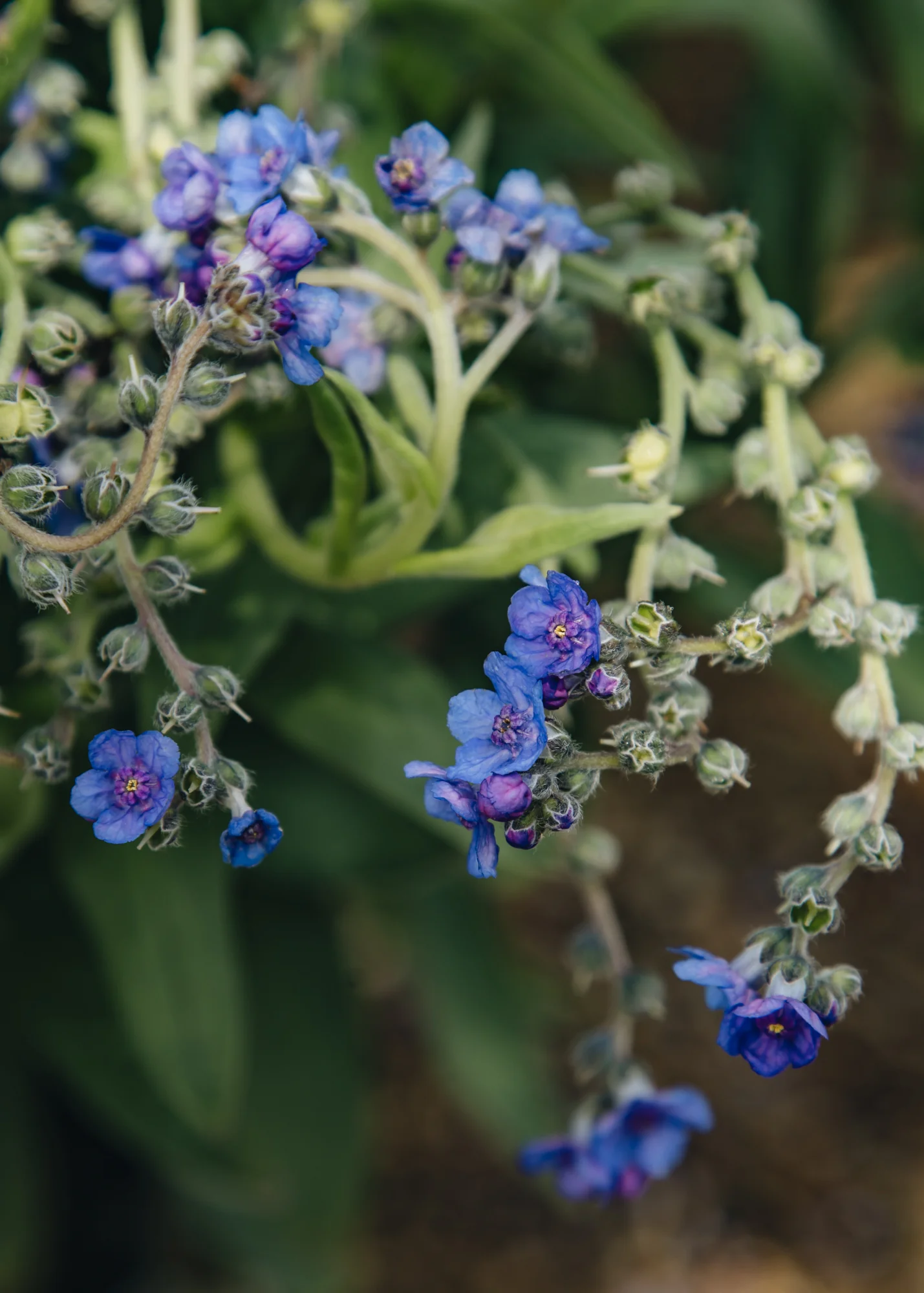 Lindelofia longiflorum, 1.5L