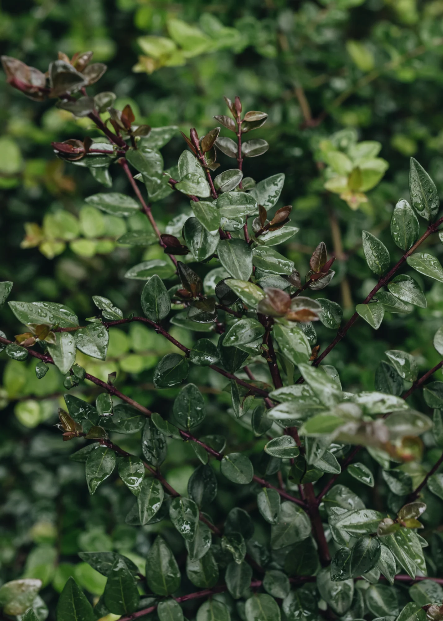 Lonicera Garden Clouds Purple Storm, 3L