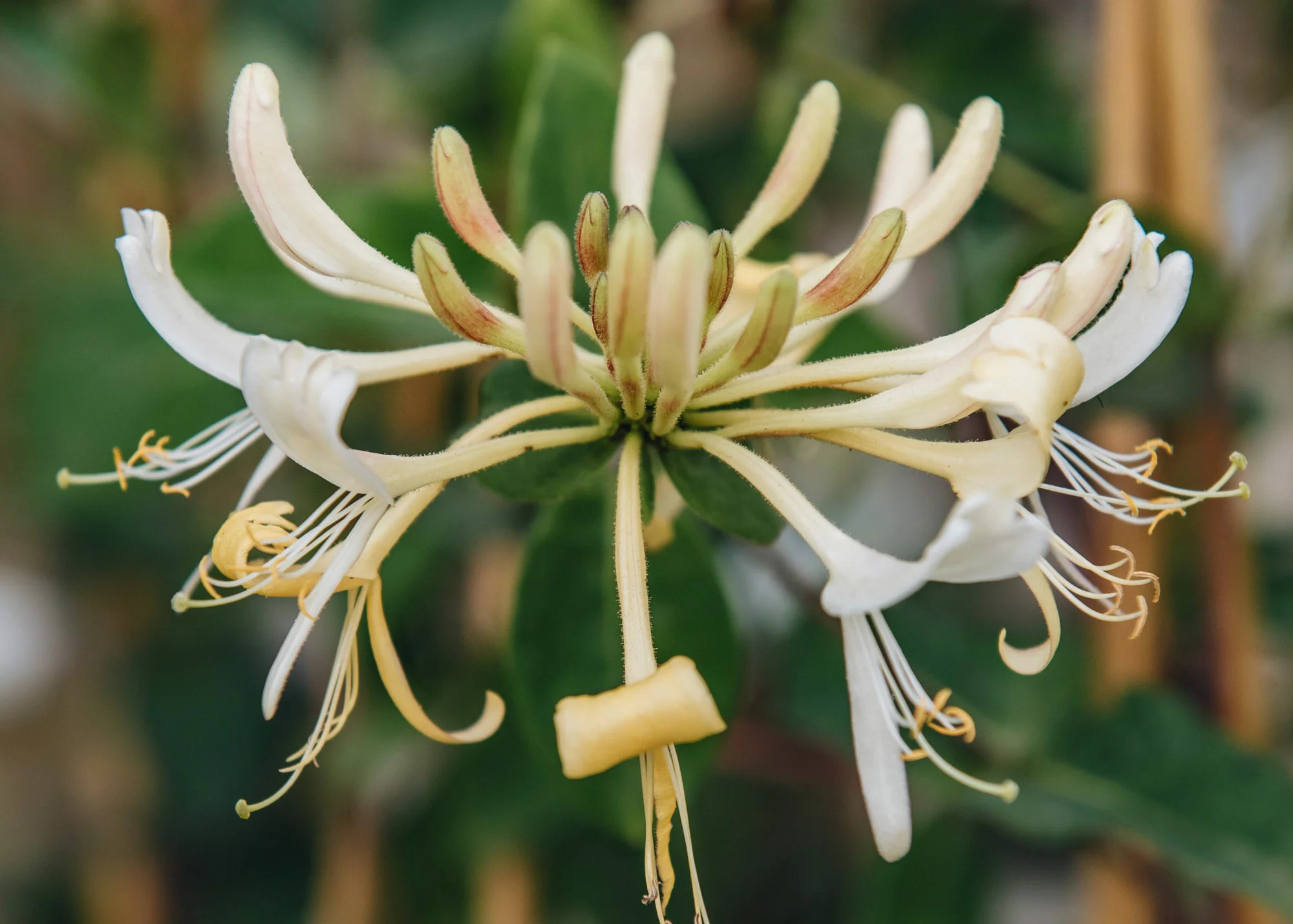 Lonicera periclymenum 'Graham Thomas' AGM, 2/3L