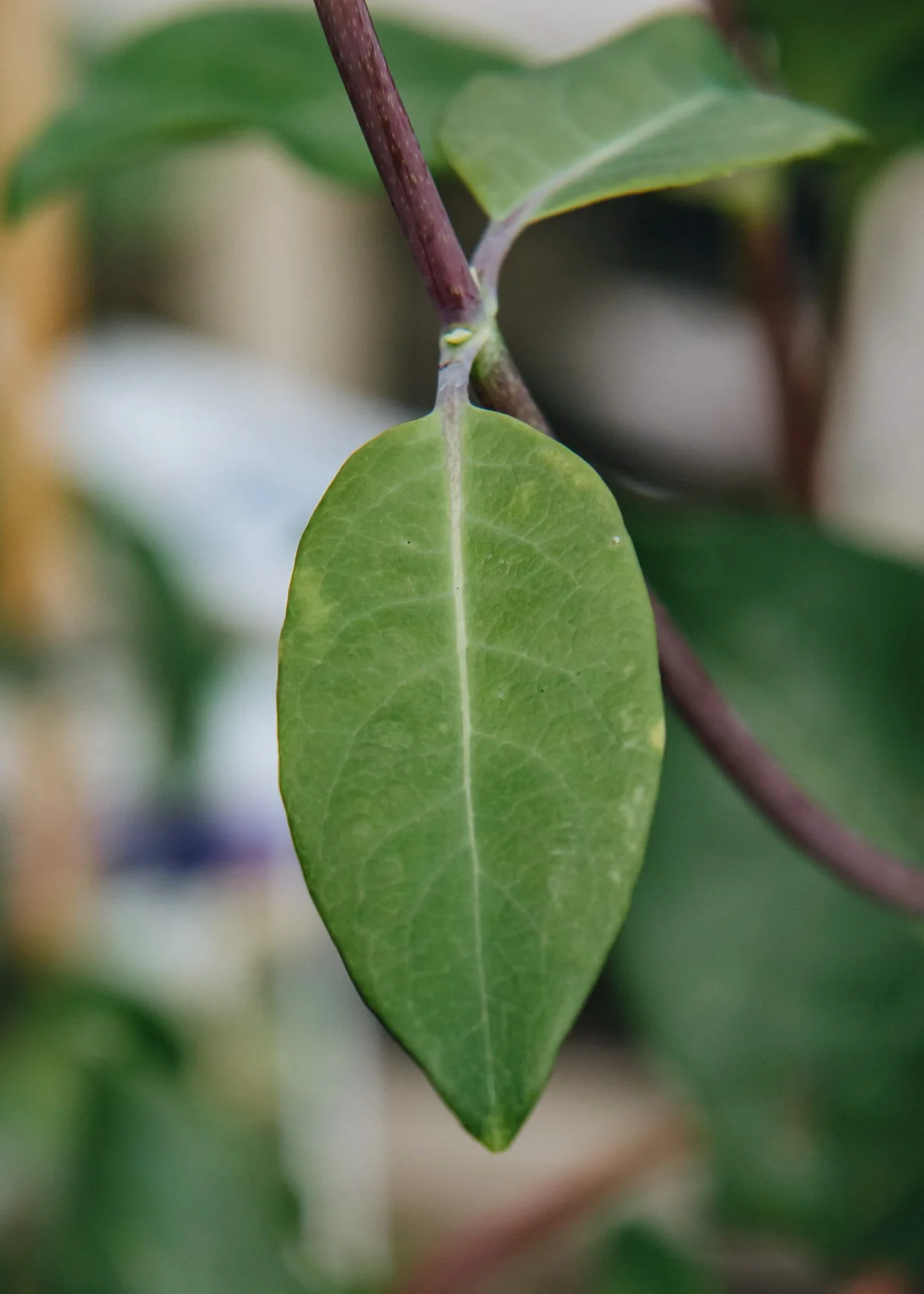 Lonicera periclymenum 'Graham Thomas' AGM, 2/3L - Image 2