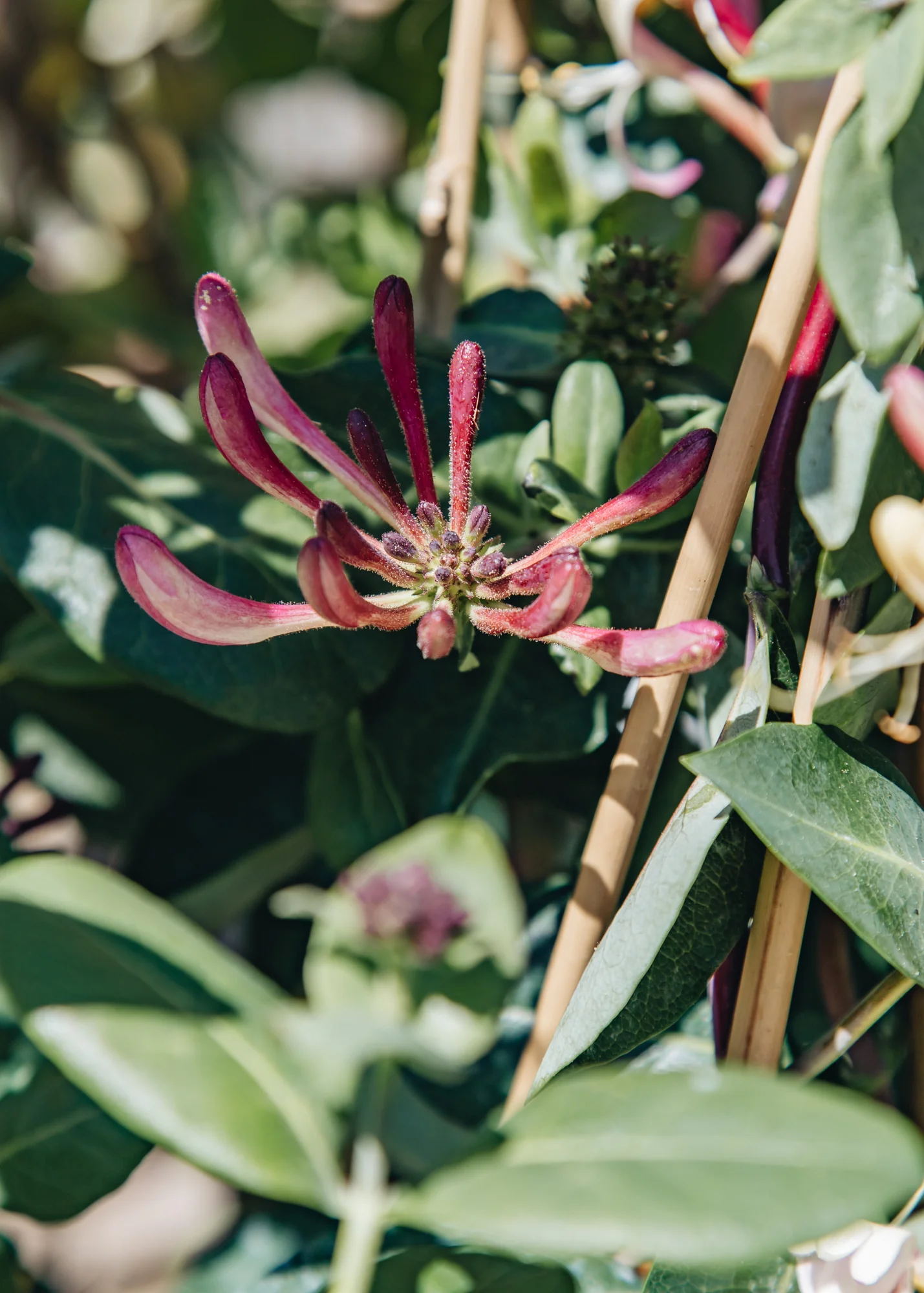 Lonicera 'Rhubarb and Custard', 3L - Image 2