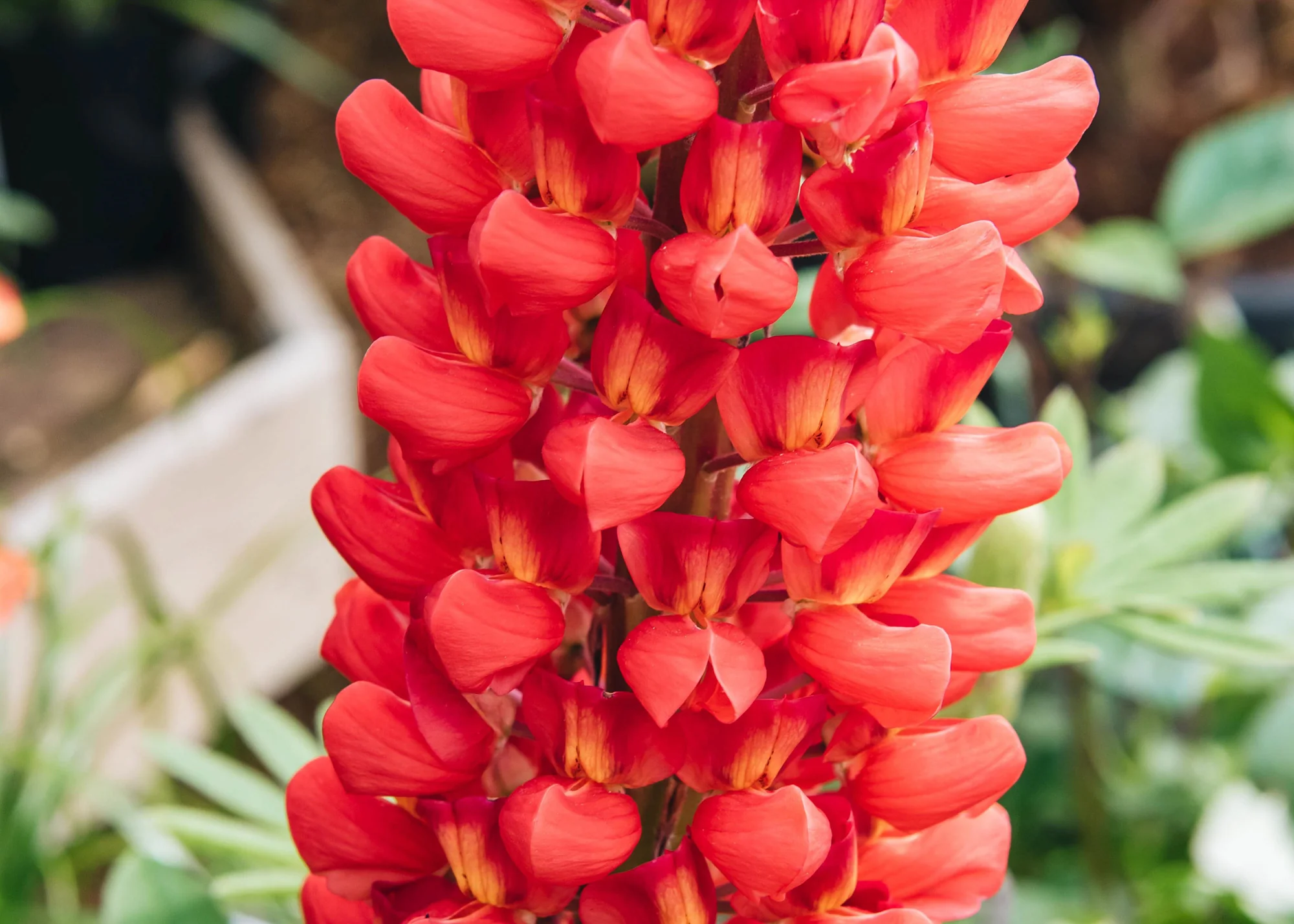 Lupin 'Beefeater', 3L - Image 2